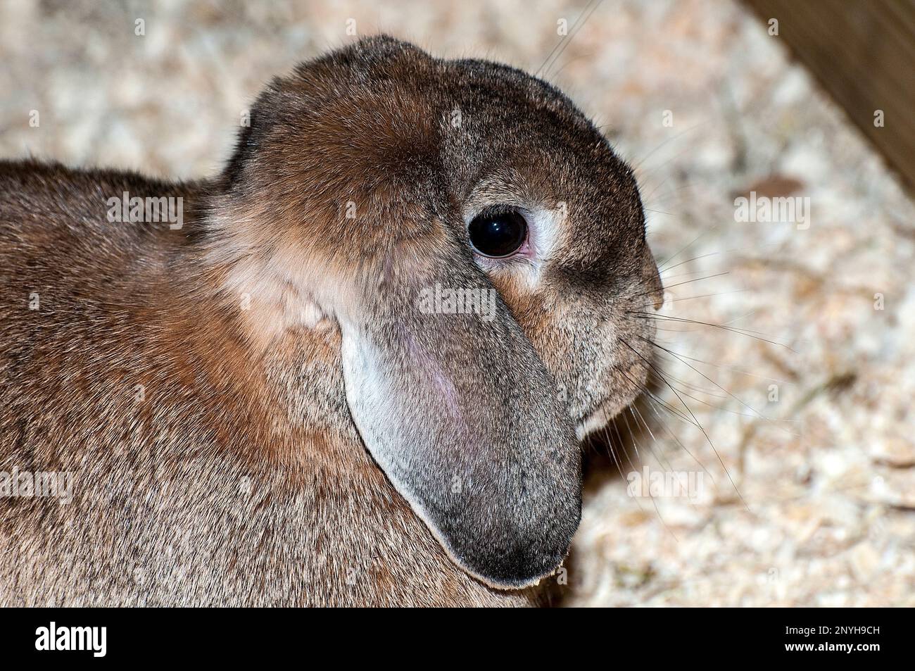 Mini Lop-ear Rabbit medium shot Stock Photo