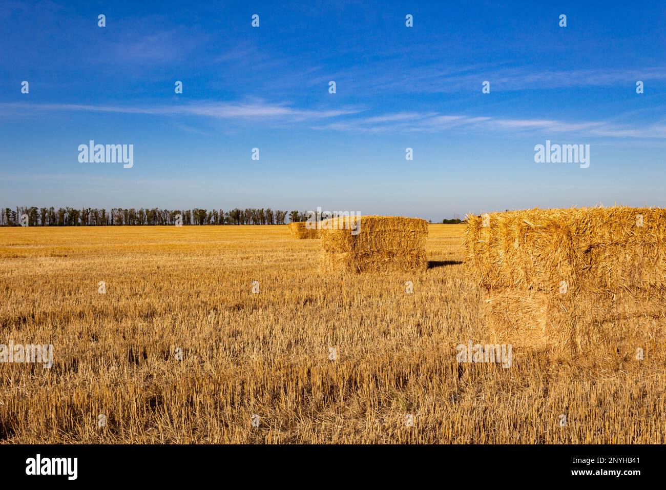 landscape of the argentinian countryside with bales of wheat for fodder Stock Photo