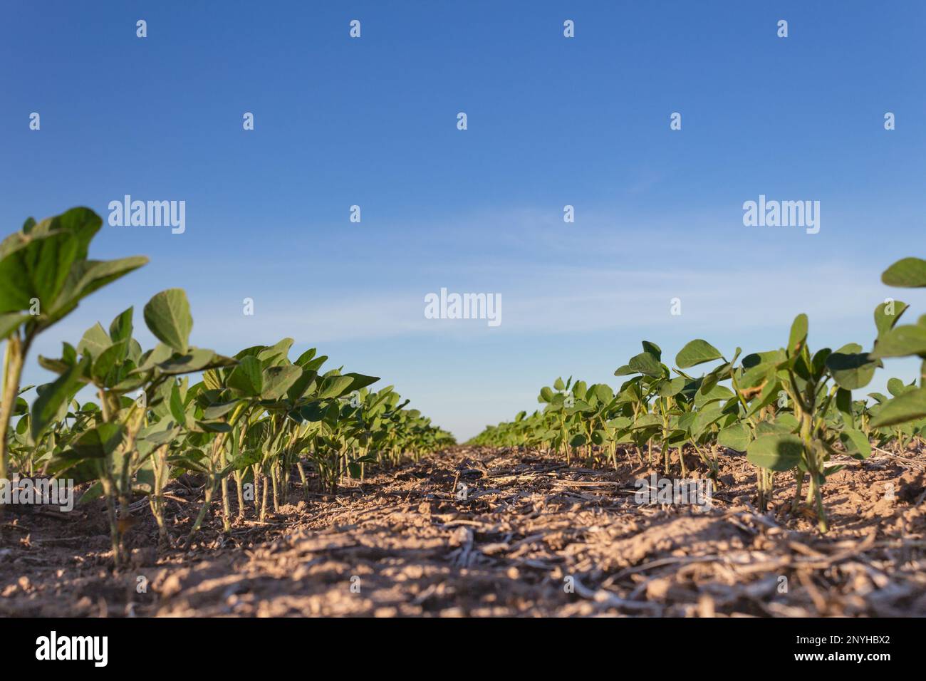 Soy bean plantation brazil hi-res stock photography and images - Alamy