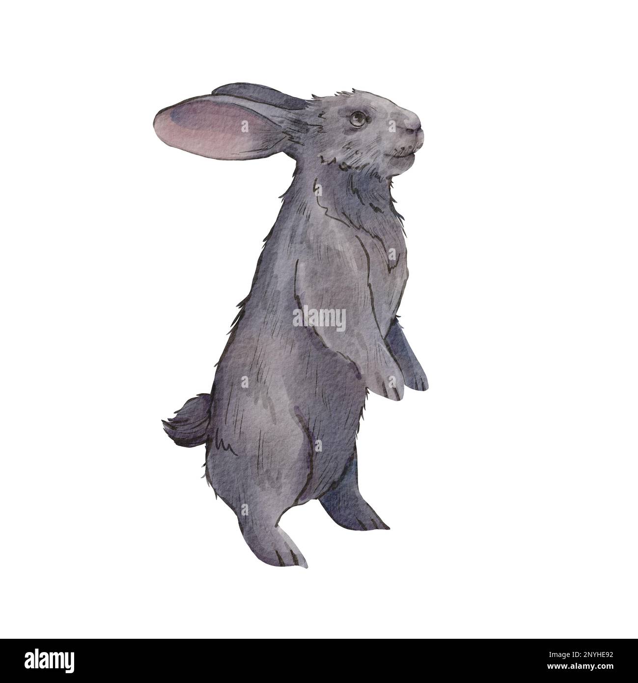 A grey rabbit stands isolated on a white background. Watercolor
