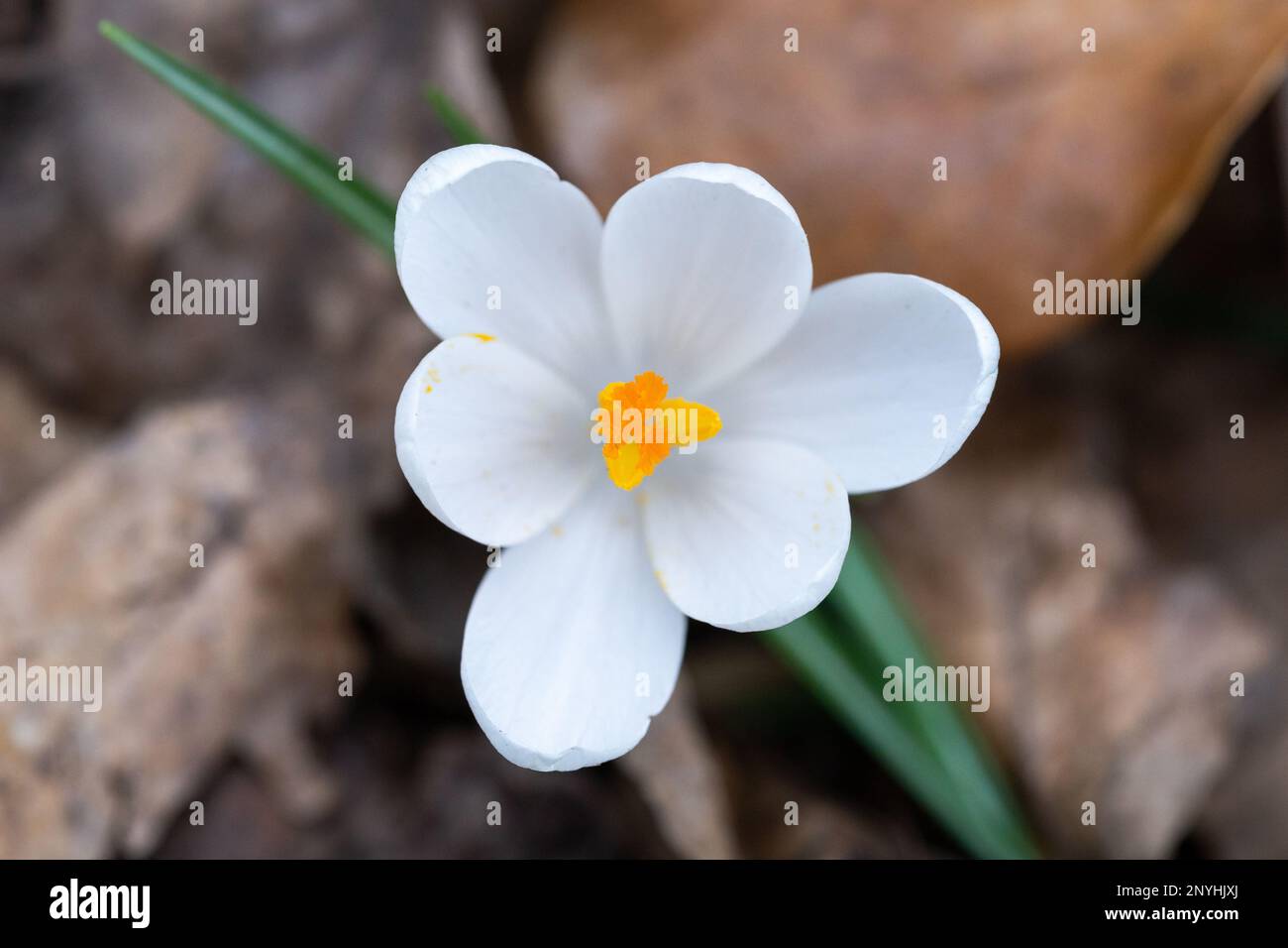 White flower yellow centers hi-res stock photography and images - Alamy