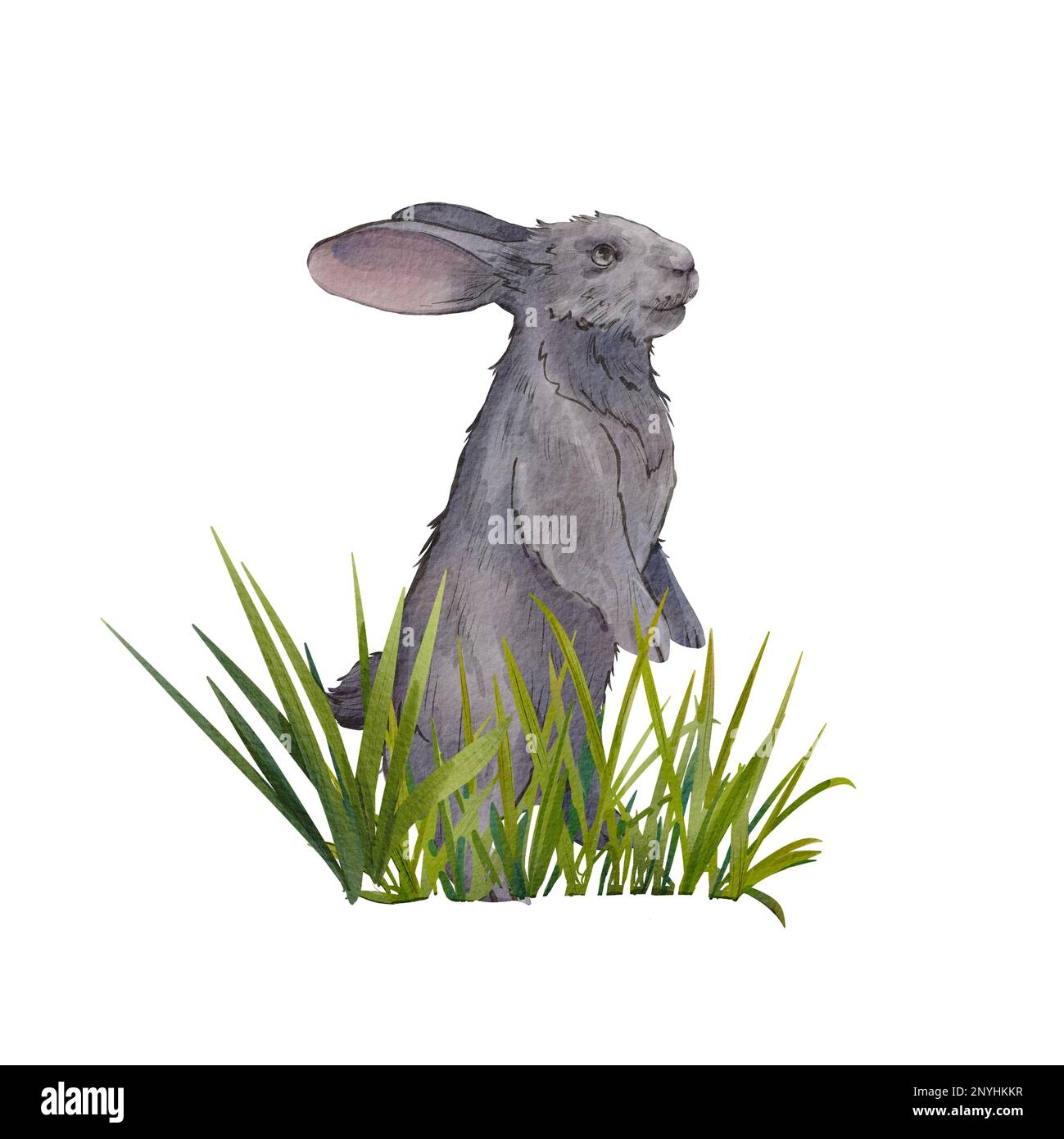 Rabbit Bunny Hare Cute Realistic Drawing Wildlife Animal - Bunny