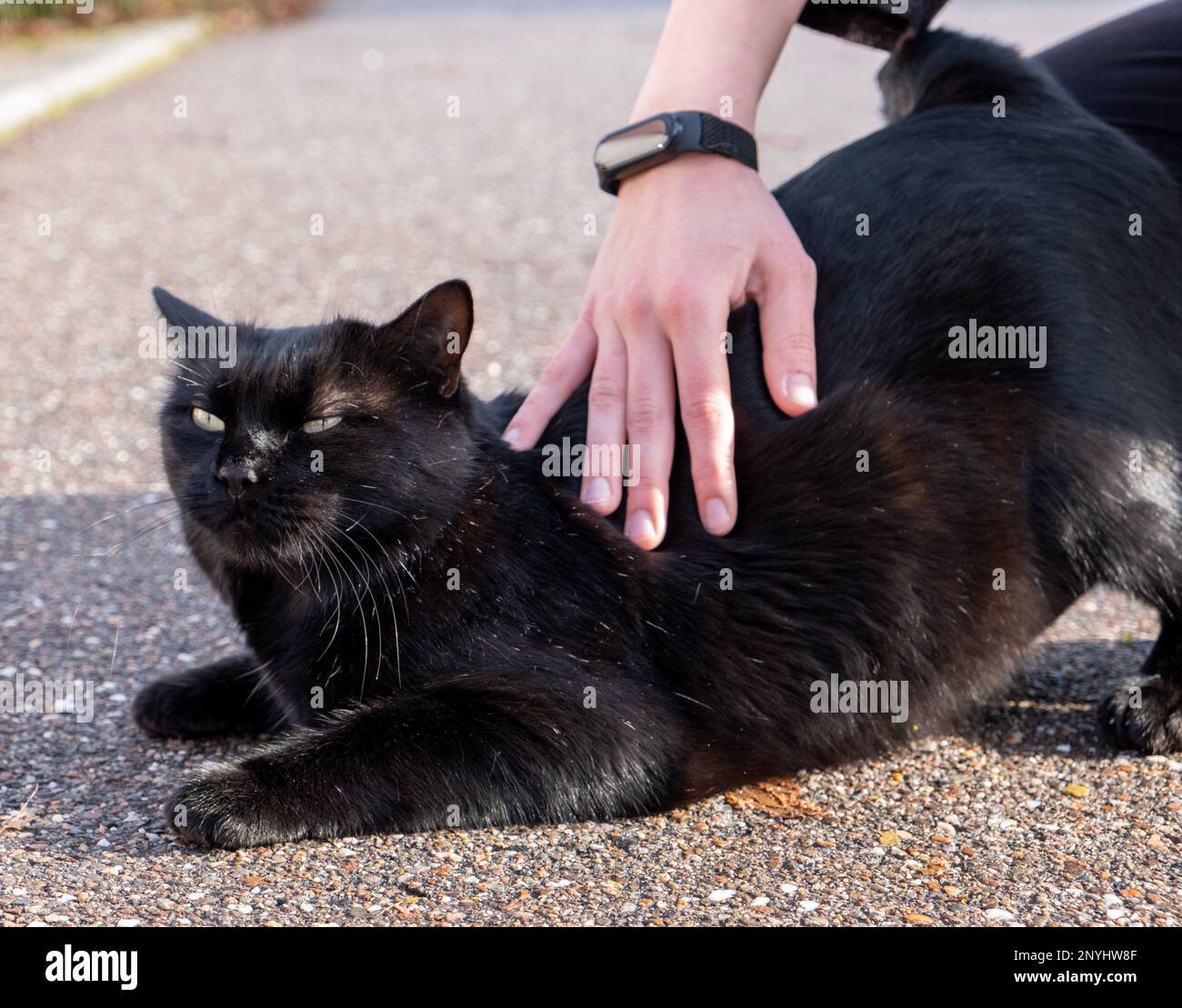 Beautiful Black Cat in the Sunshine, Closeup, Shiny Fur, Yellow Eyes, Cuddeling Stock Photo