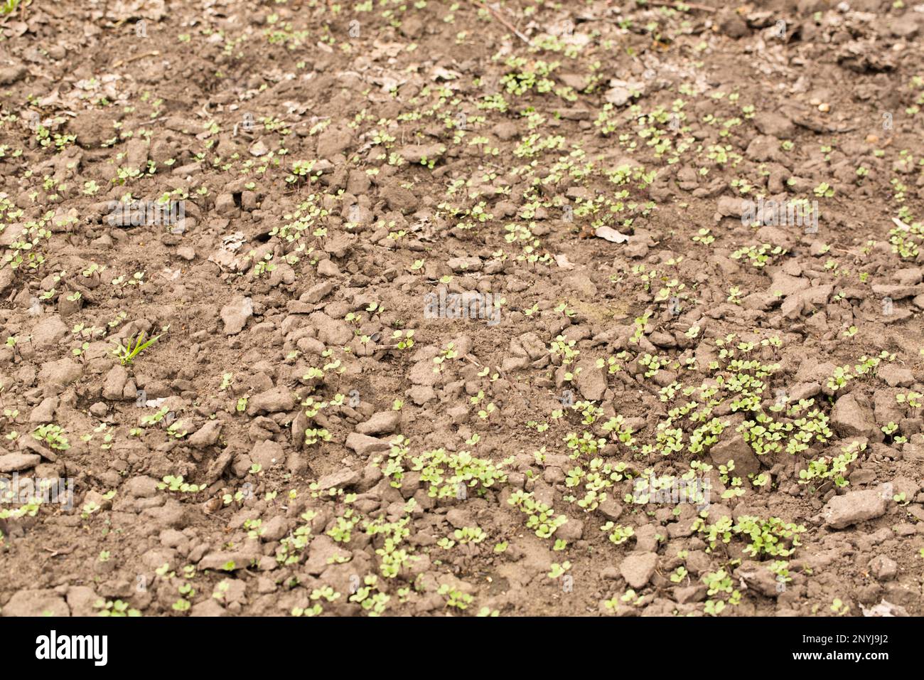 sowing of mustard for organic fertilization on the soil Stock Photo Alamy