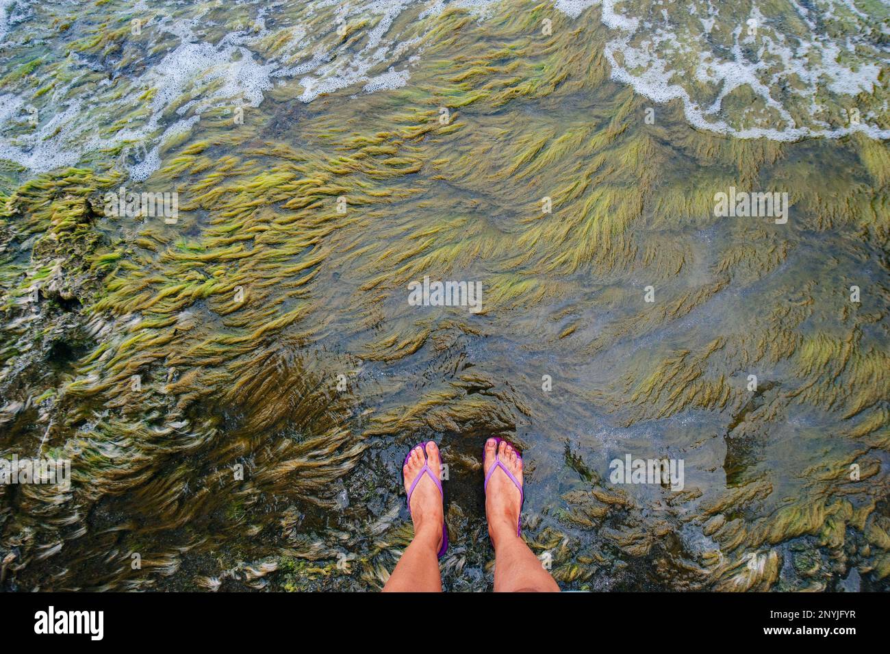 Green seaweed puddle on the beach top shot in Costa Rica Stock Photo