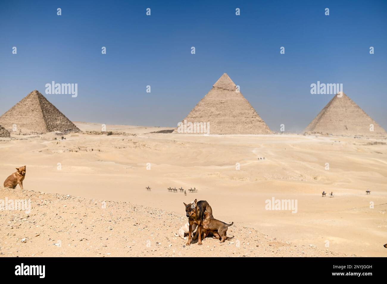 Giza, Egypt. 02nd Mar, 2023. A dog feeds its puppies in front of the