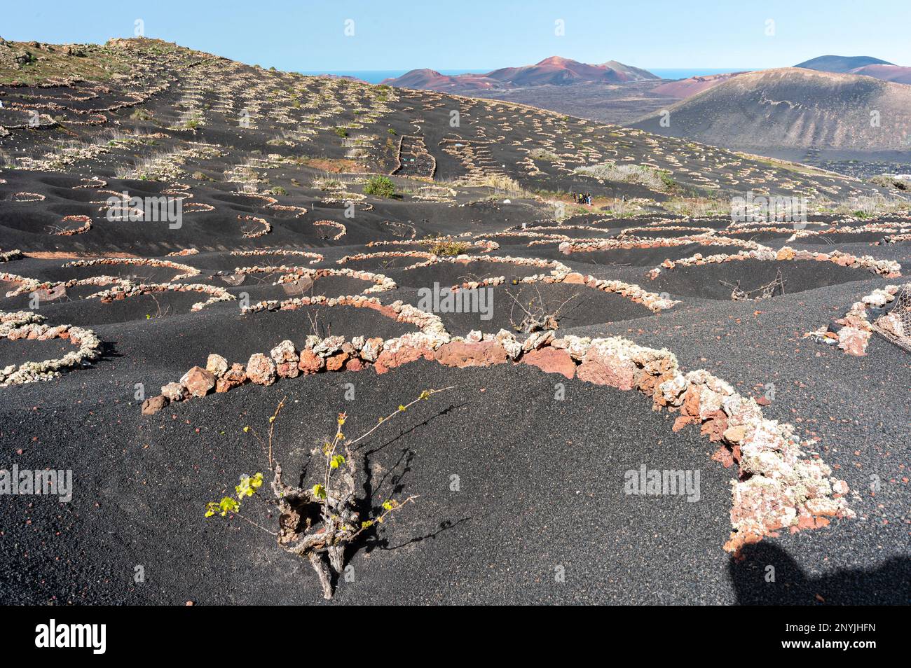 Stunning perspective of vineyard on black volcanic soil at La garia, Lanzarote Canary islands featuring Vines in pits protected by rocky windbreaks Stock Photo