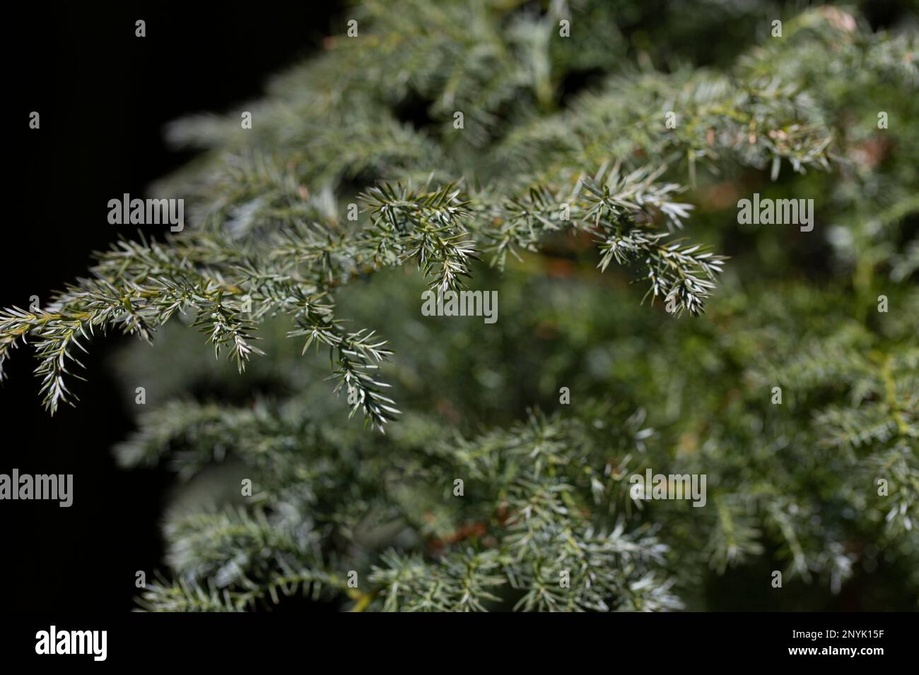 Chamaecyparis pisifera plants coniferous branches, selective focus, close-up. Natural green forest background Stock Photo