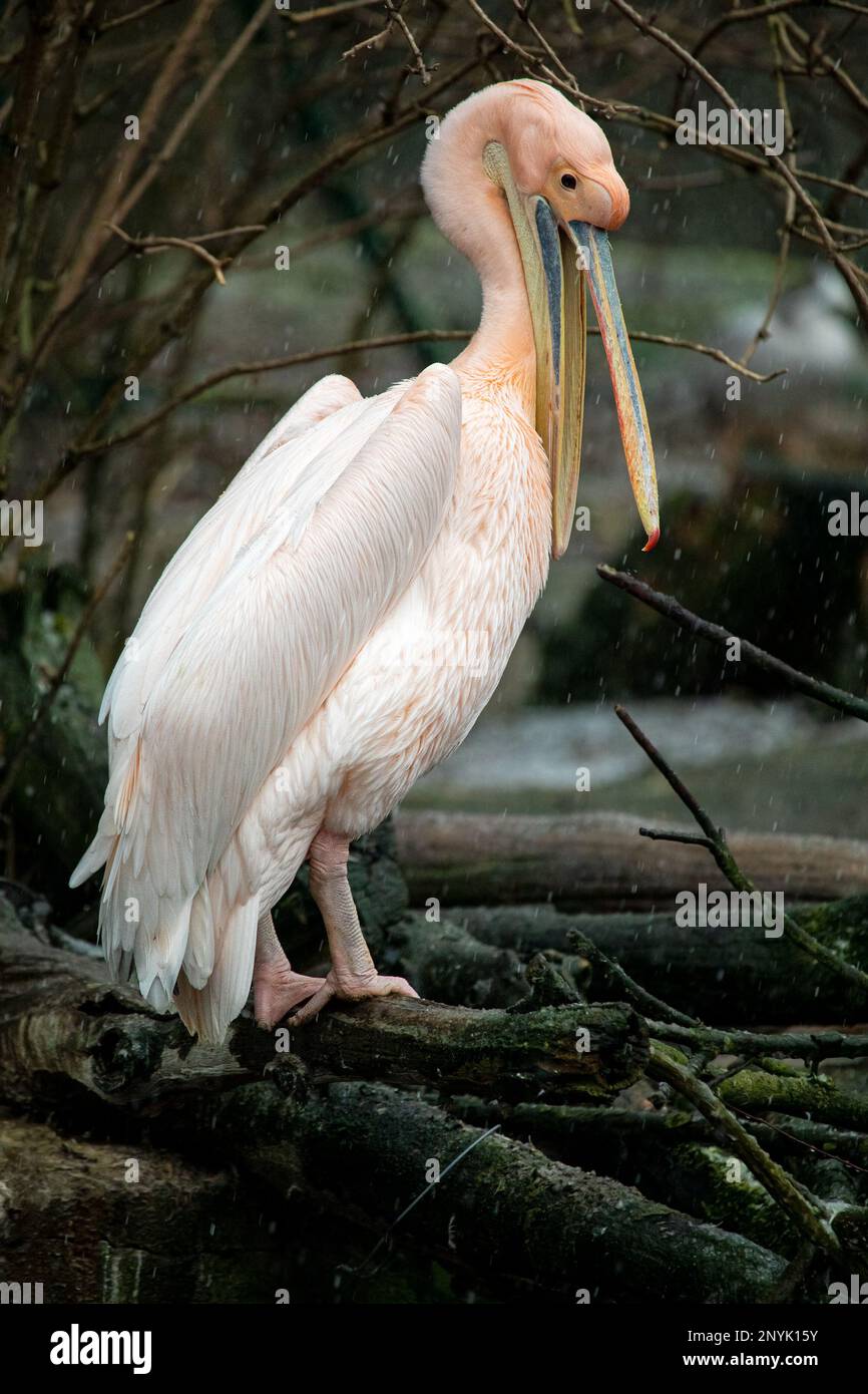 The great white pelican - Pelecanus onocrotalus - with open beak Stock Photo