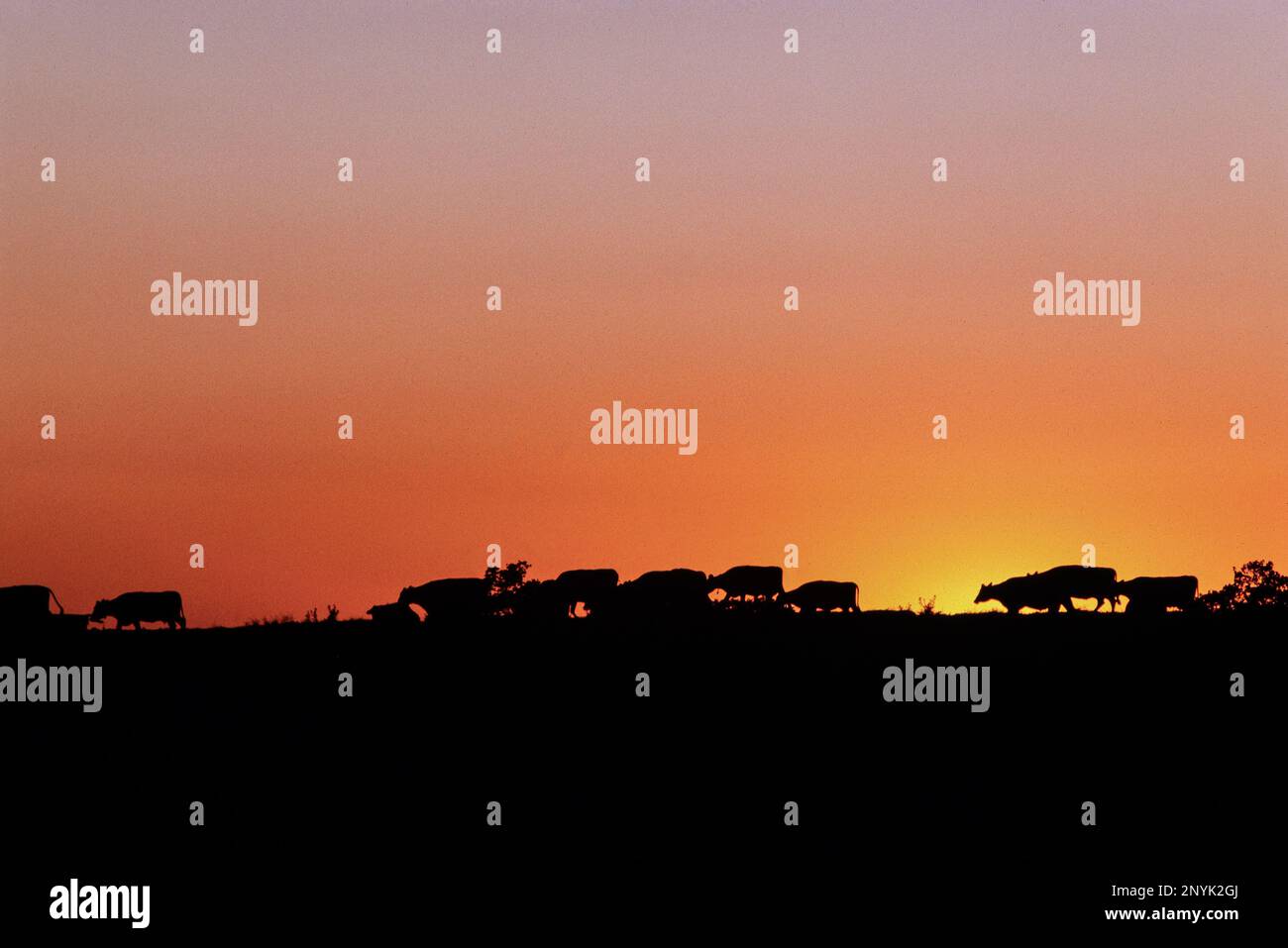cattle grazing on hillside silhouetted by sunset sky on Connecticut ...