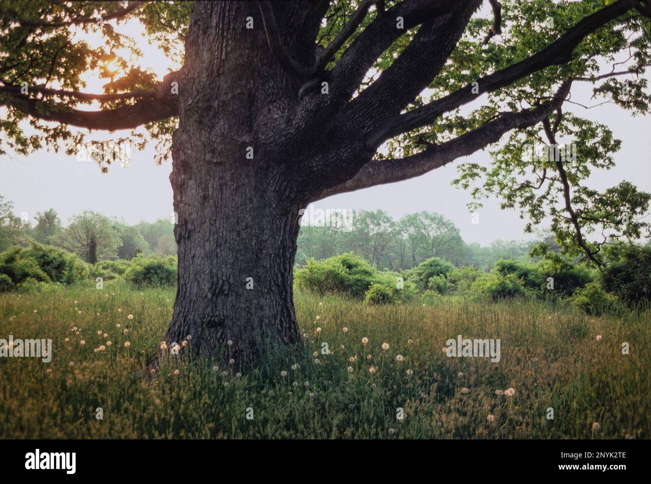 Eastern white oak tree sprawls out over grassy field backlit by warm summer sunset in central Connecticut Stock Photo
