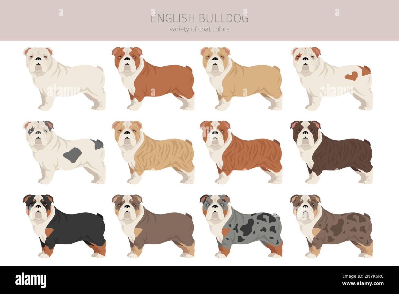 Bulldog hotsell coat type