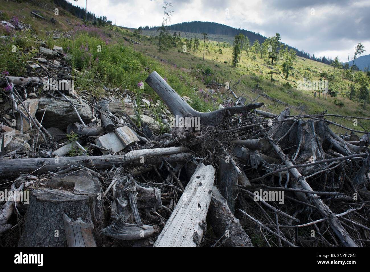 Fagaras Natura 2000 Site, Romania - July 2016: Ancient forest and logging in the southern Carpathians. Stock Photo
