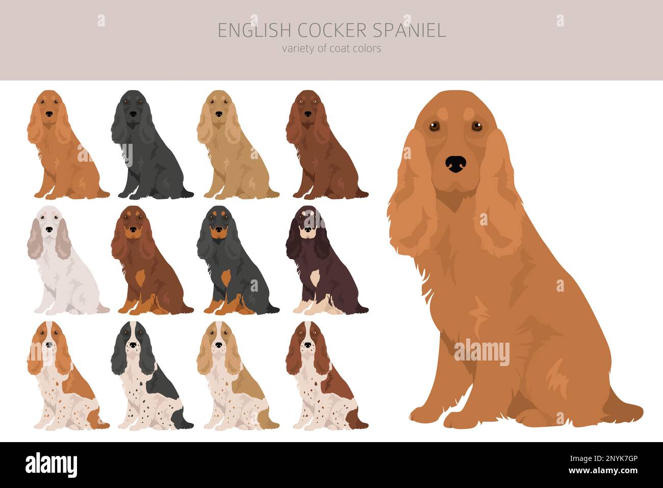English cocker spaniel clipart. Different poses, coat colors set