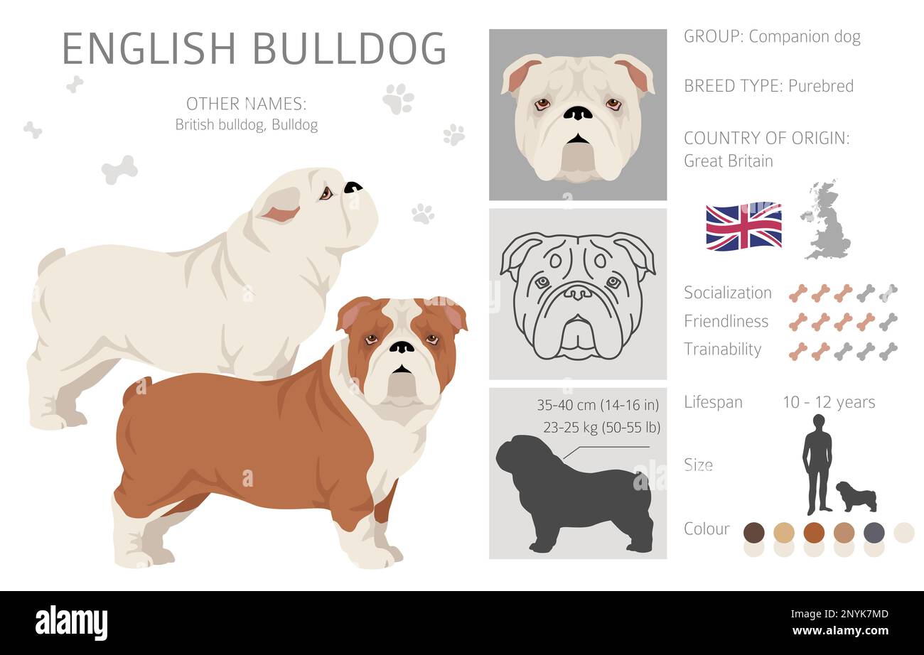 English bulldog clipart. Different poses, coat colors set.  Vector illustration Stock Vector