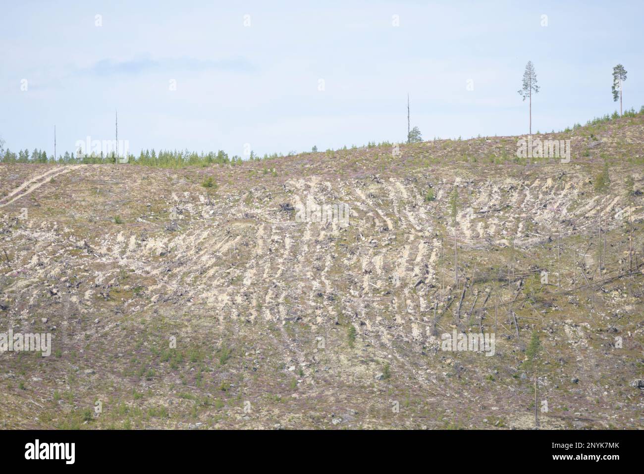 Jämtland / Sweden - Large clear cut in northern Sweden. Scientists and NGOs criticize the massive deforestation and forest destruction. Stock Photo