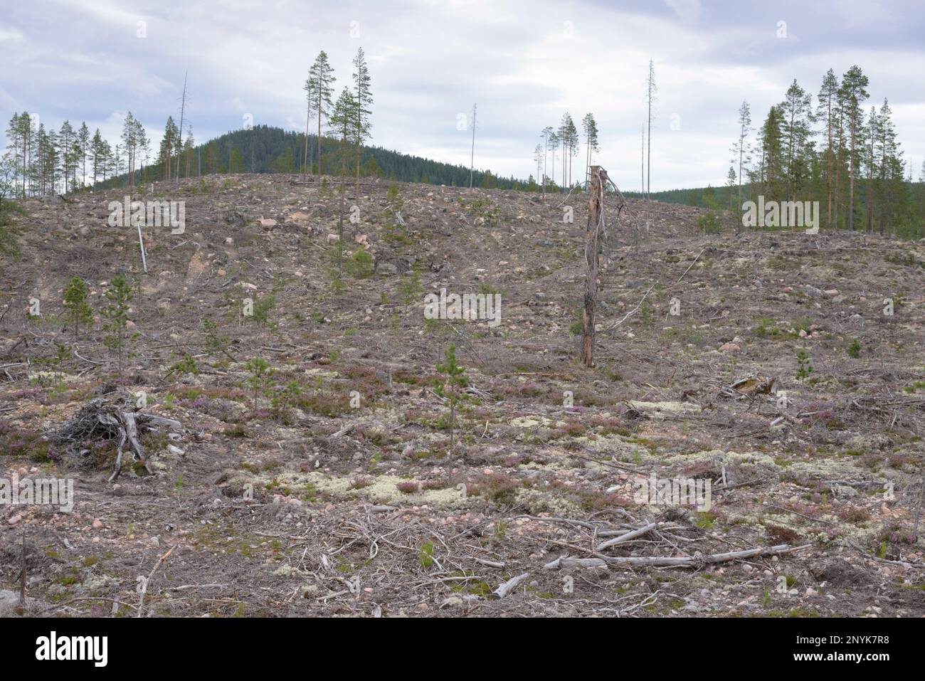 Jämtland / Sweden - Large clearcut in native forest. Sweden praises its 'forestry model' as sustainable, but scientists and NGOs object this. Stock Photo