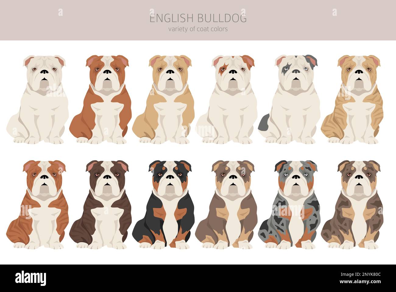Bulldog hotsell coat type
