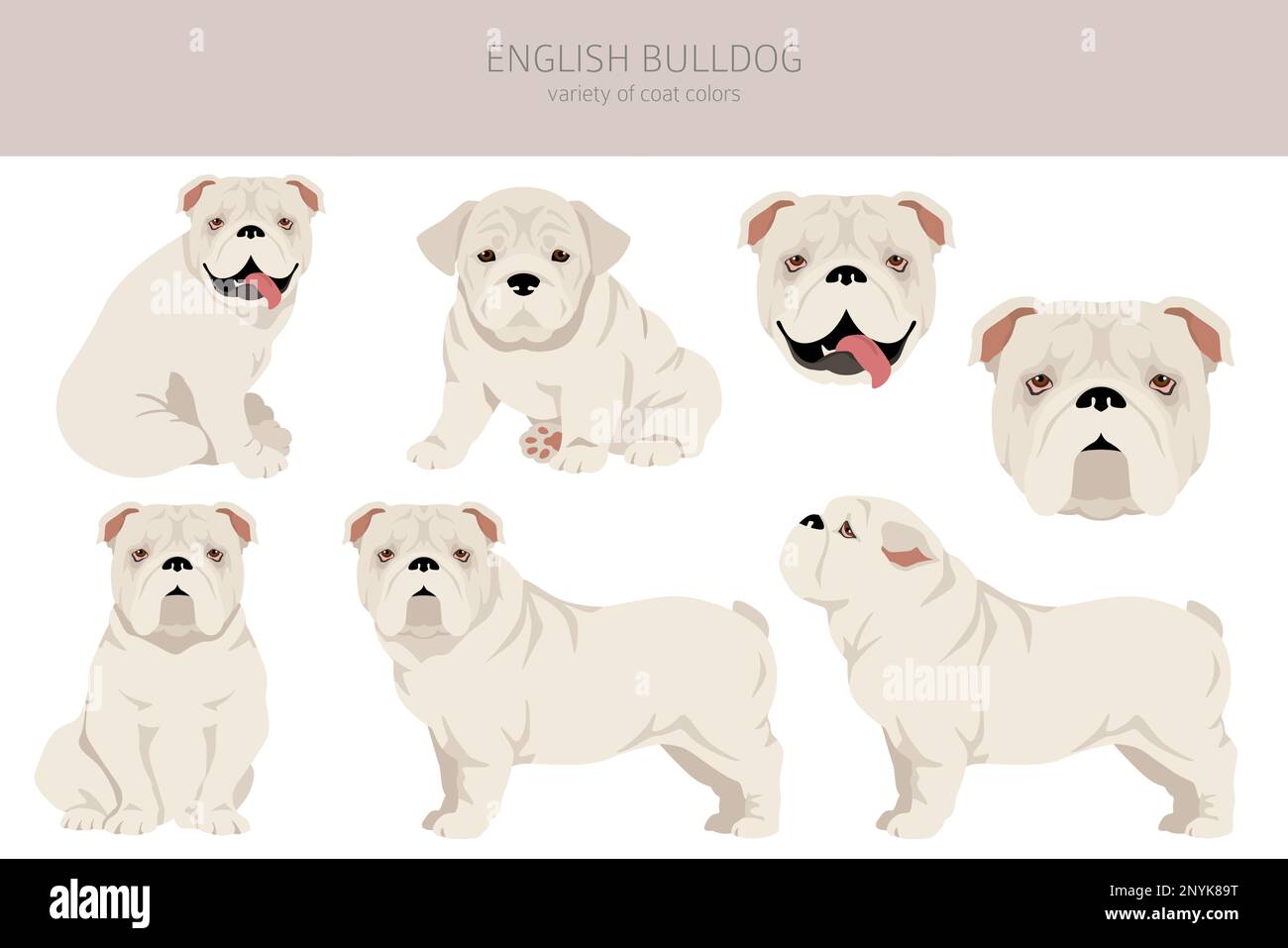 English bulldog clipart. Different poses, coat colors set. Vector  illustration Stock Vector Image \u0026 Art - Alamy, image size:1300x957