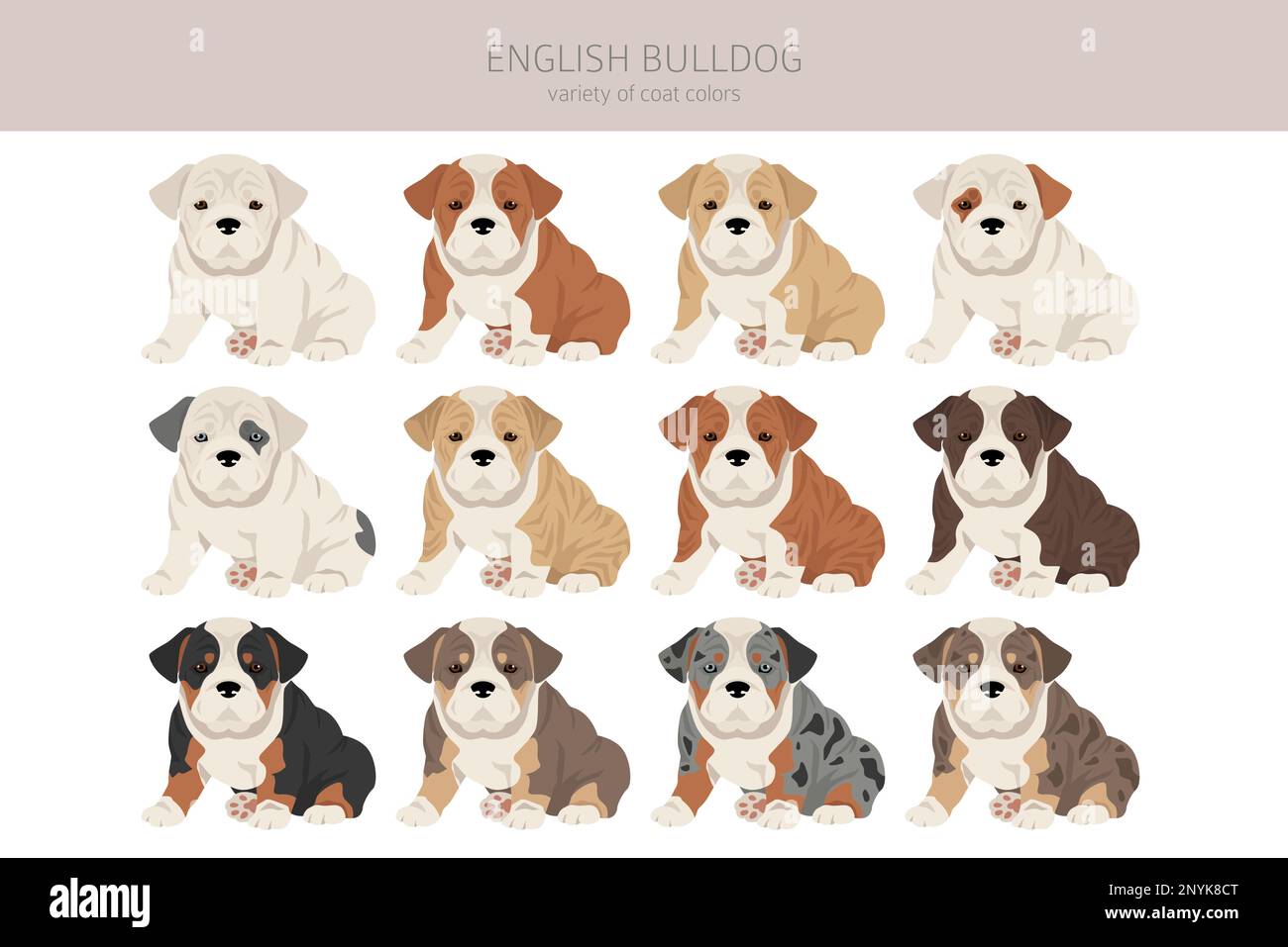 English bulldog clipart. Different poses, coat colors set.  Vector illustration Stock Vector