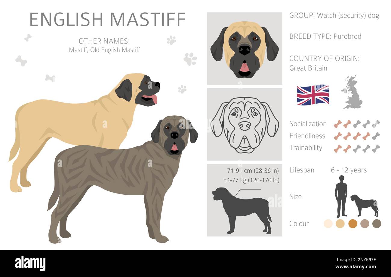 English mastiff clipart. Different poses, coat colors set. Vector ...