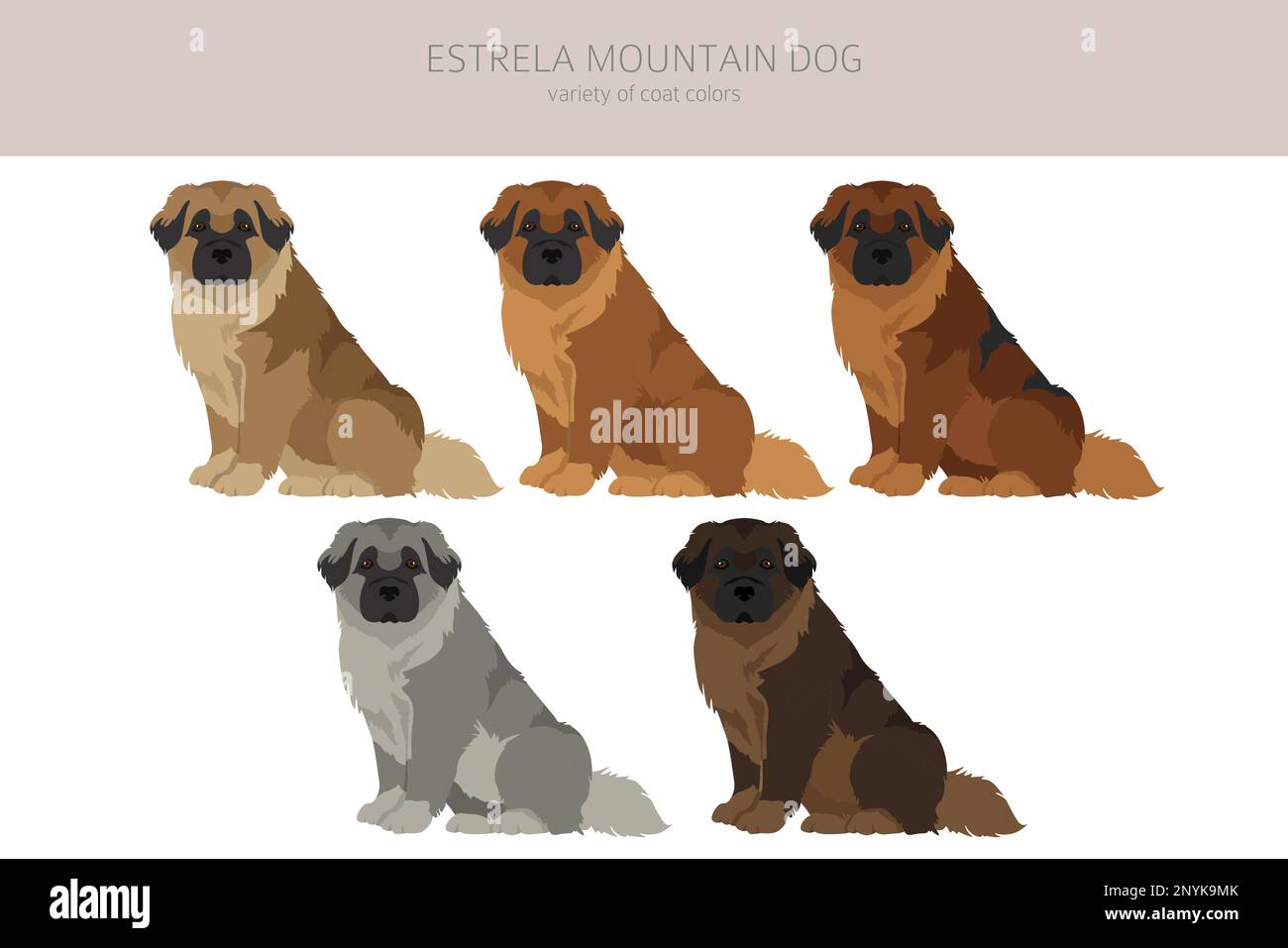 Estrela mountain dog clipart. Different poses, coat colors set.  Vector illustration Stock Vector