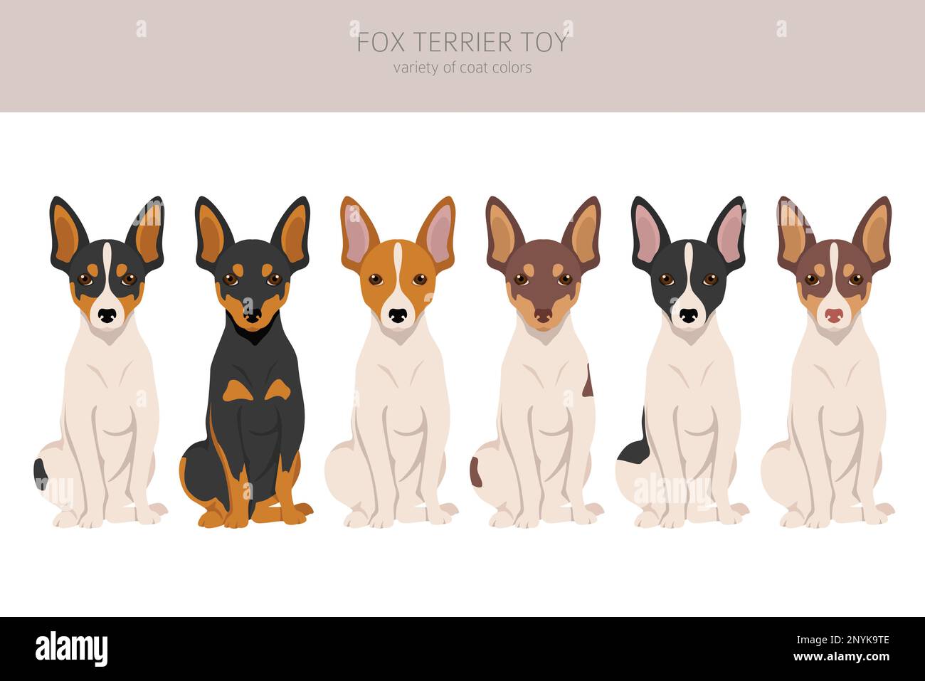 Toy Fox Terrier Jacket Toy Fox Terrier Jacket