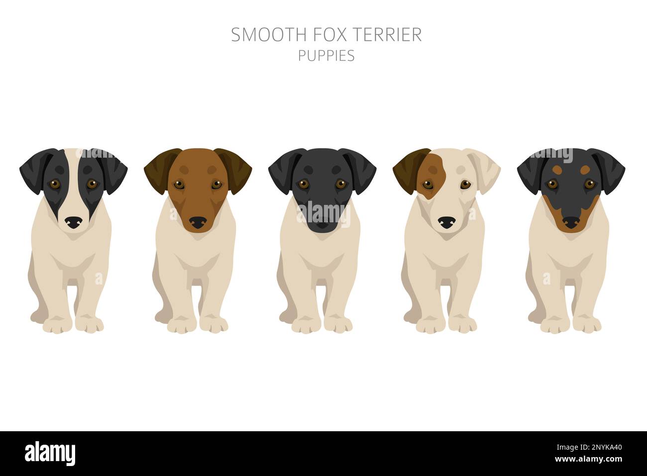 Smooth fox terrier clipart. Different poses, coat colors set. Vector ...
