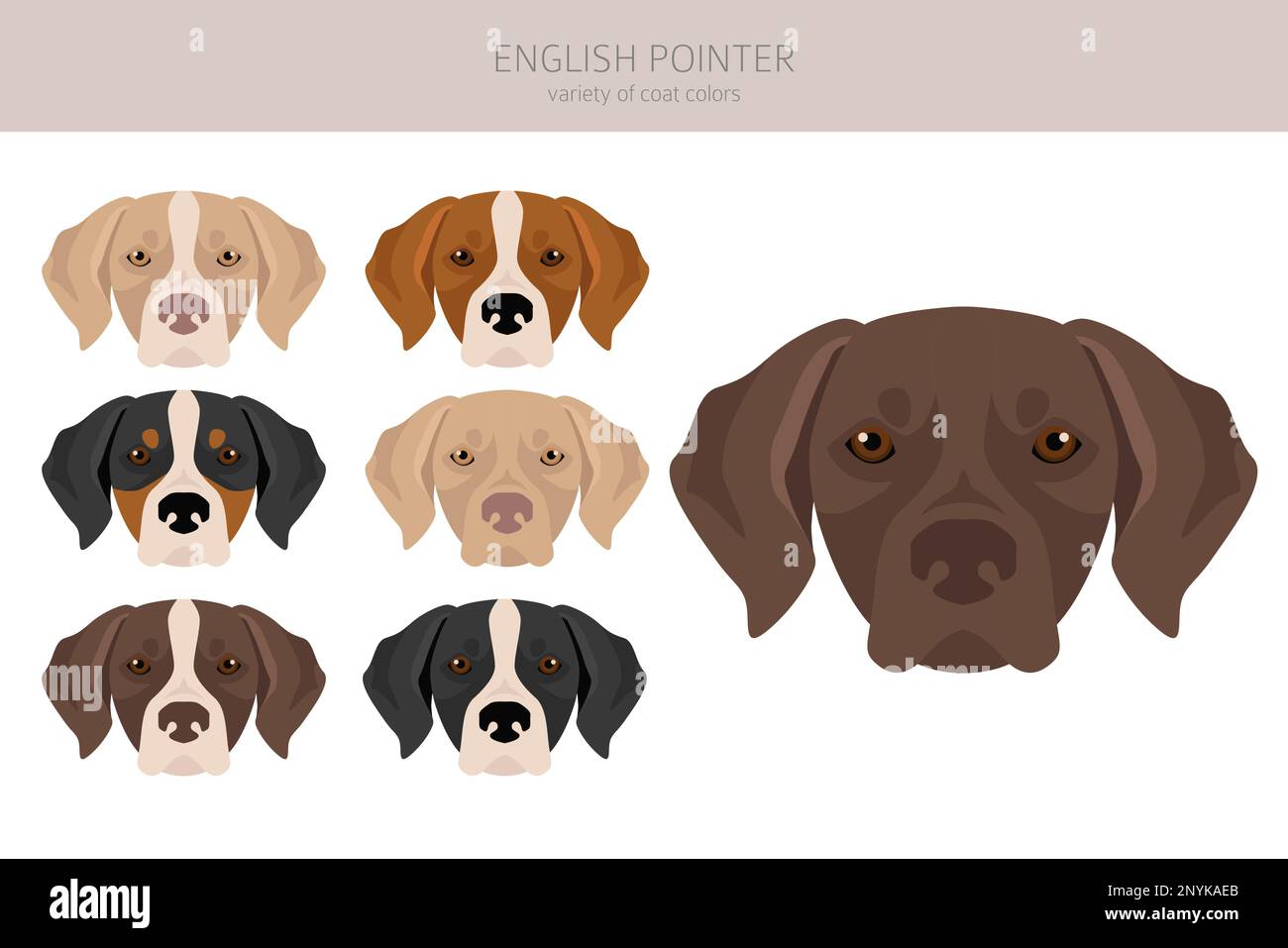English pointer clipart. Different poses, coat colors set. Vector