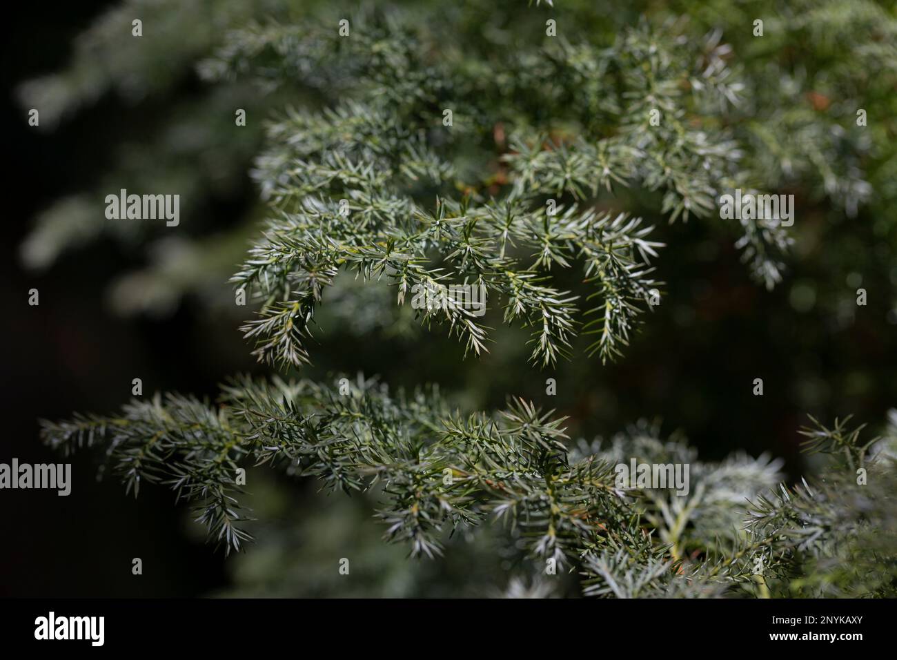 Chamaecyparis pisifera plants coniferous branches, selective focus, close-up. Natural green forest background Stock Photo