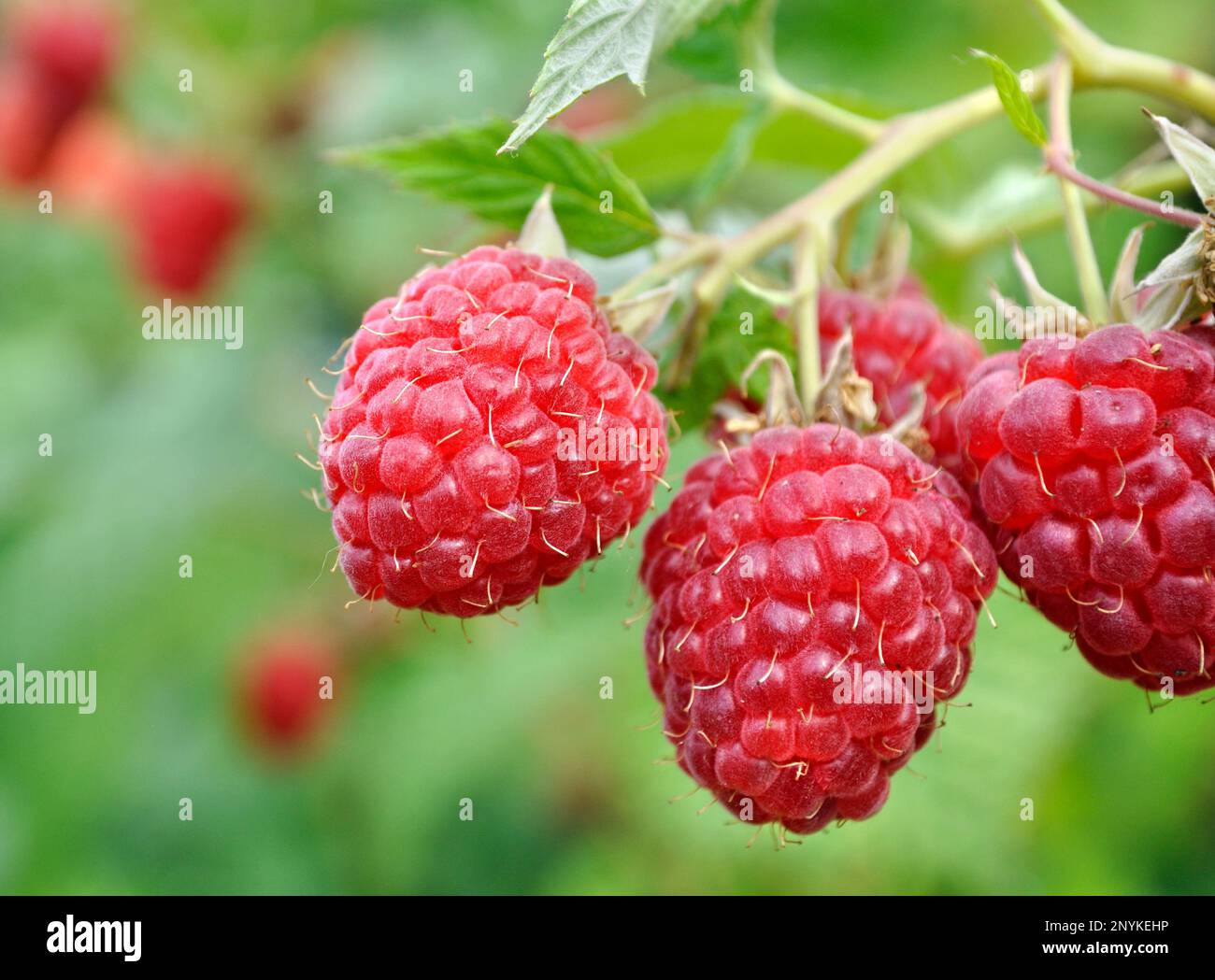 close-up of ripe raspberry branch in the garden at summer day Stock Photo