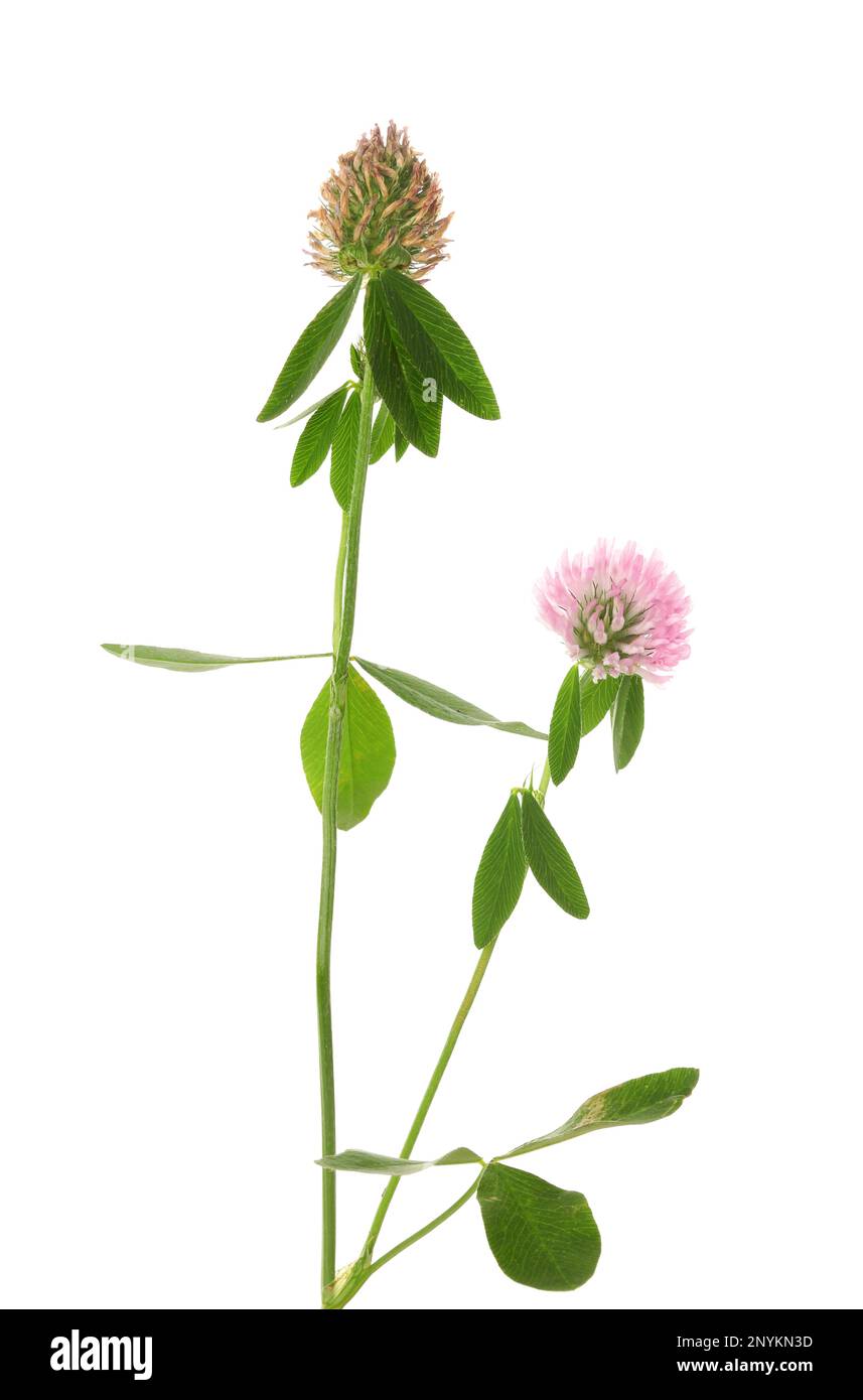 Beautiful blooming clover plant isolated on white Stock Photo Alamy
