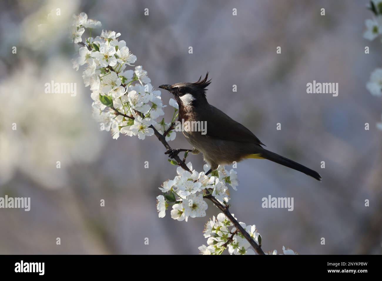 March 2, 2023, Poonch, Jammu and Kashmir, India A bird sits on the