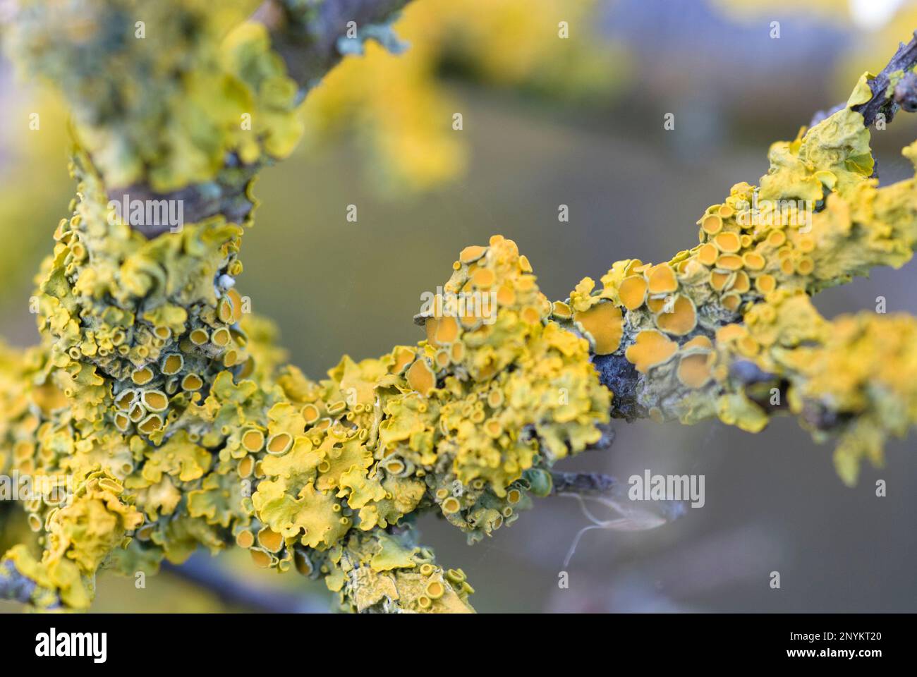 Detailed photo of Yellow fungus growing on low branches in a coastal location, uk Stock Photo
