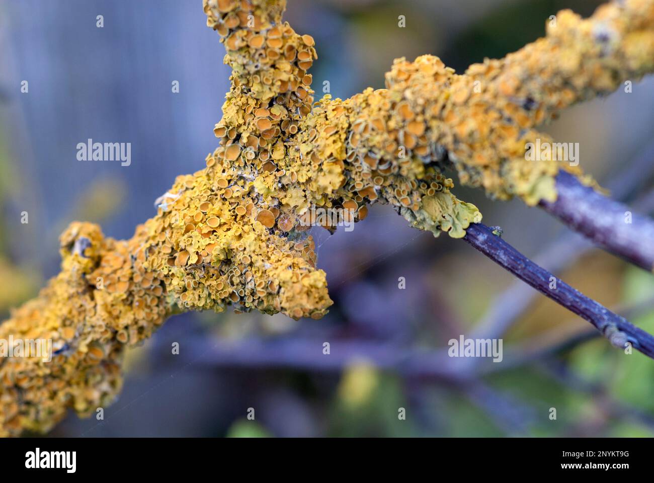 Detailed photo of Yellow fungus growing on low branches in a coastal location, uk Stock Photo