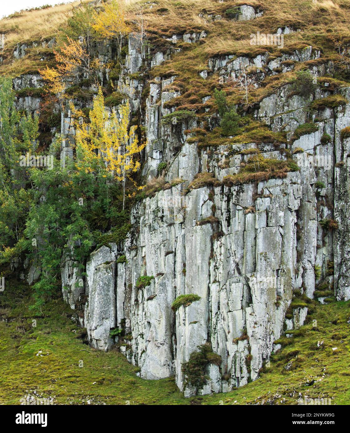 Ash, silver birch and juniper grow on the dolerite cliffs of Holwick Scars Upper Teesdale, County Durham, part of the Whin Sill Stock Photo