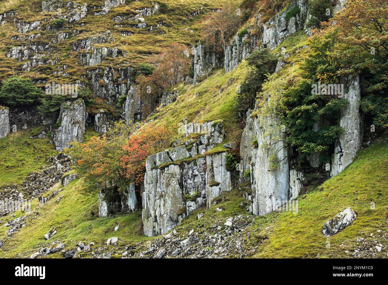 Sycamore Rowan and Juniper grow out of the dolerite cliffs of Holwick Scars Upper Teesdale, County Durham, part of the Whin Sill Stock Photo
