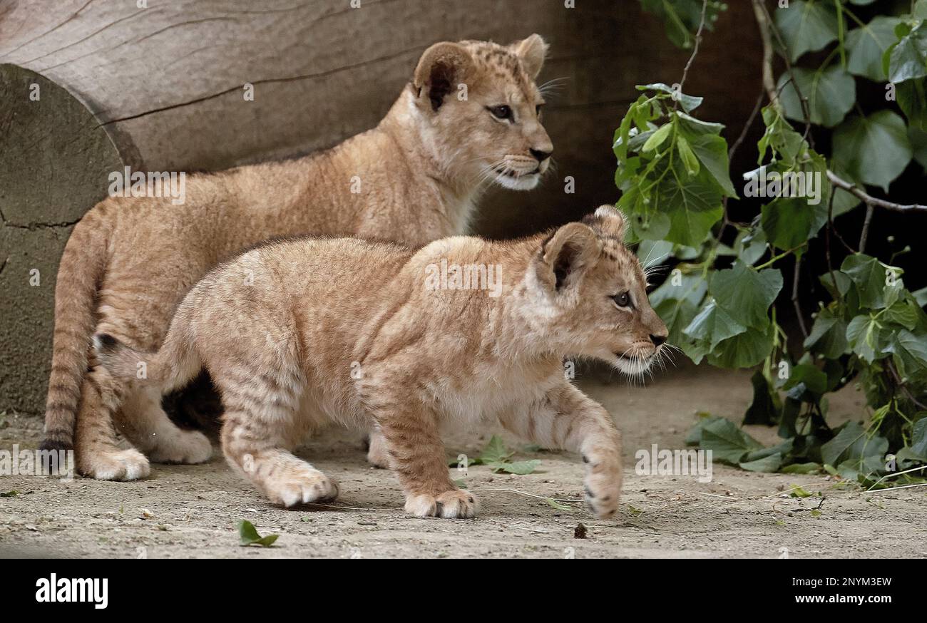 Two Barbary lion cubs explore the enclosure, at the zoo in Neuwied