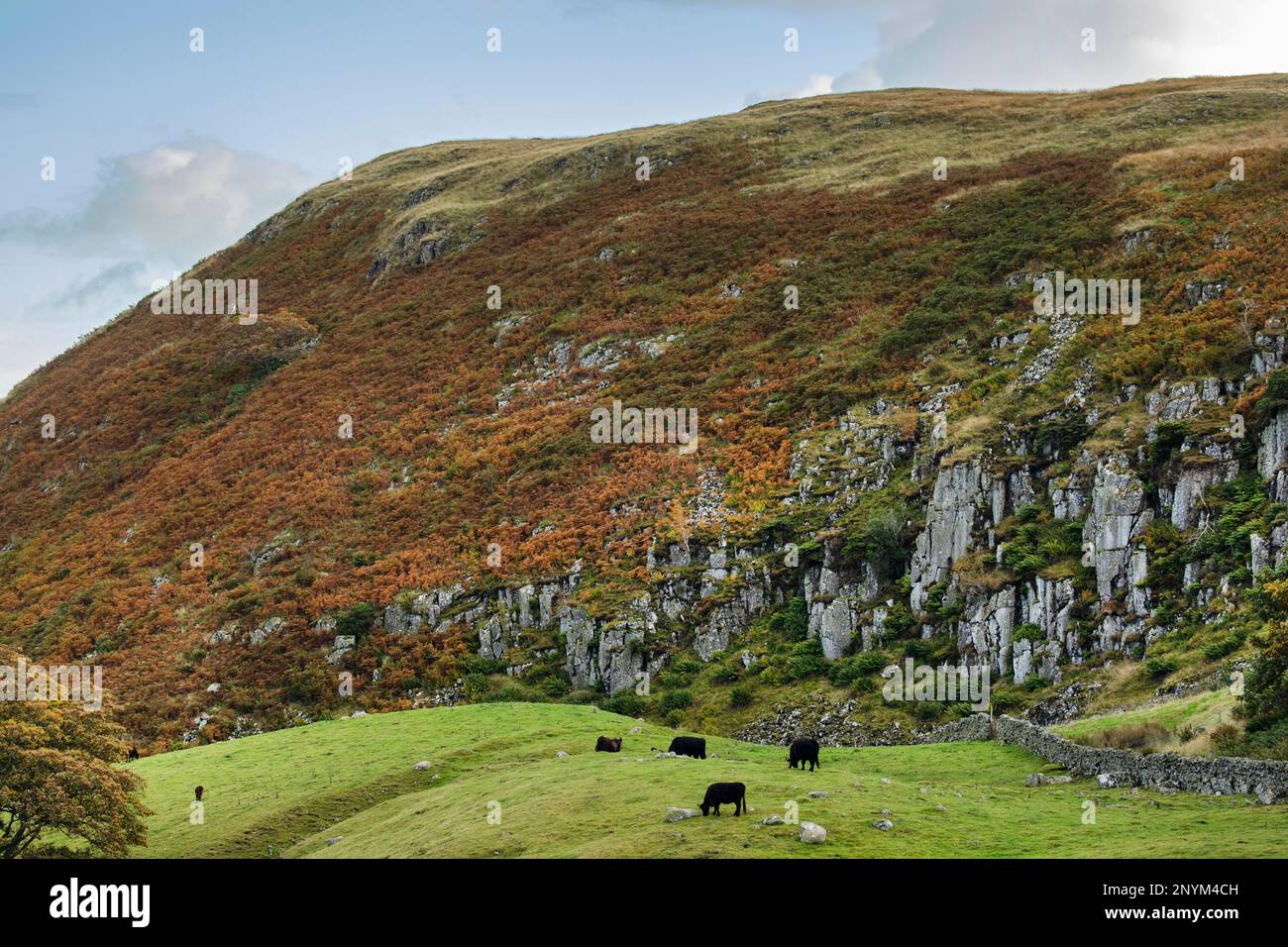 Black beef cattle graze below dolerite cliffs of Holwick Scars Upper Teesdale, County Durham, part of the Whin Sill, with bracken, ferns and juniper Stock Photo