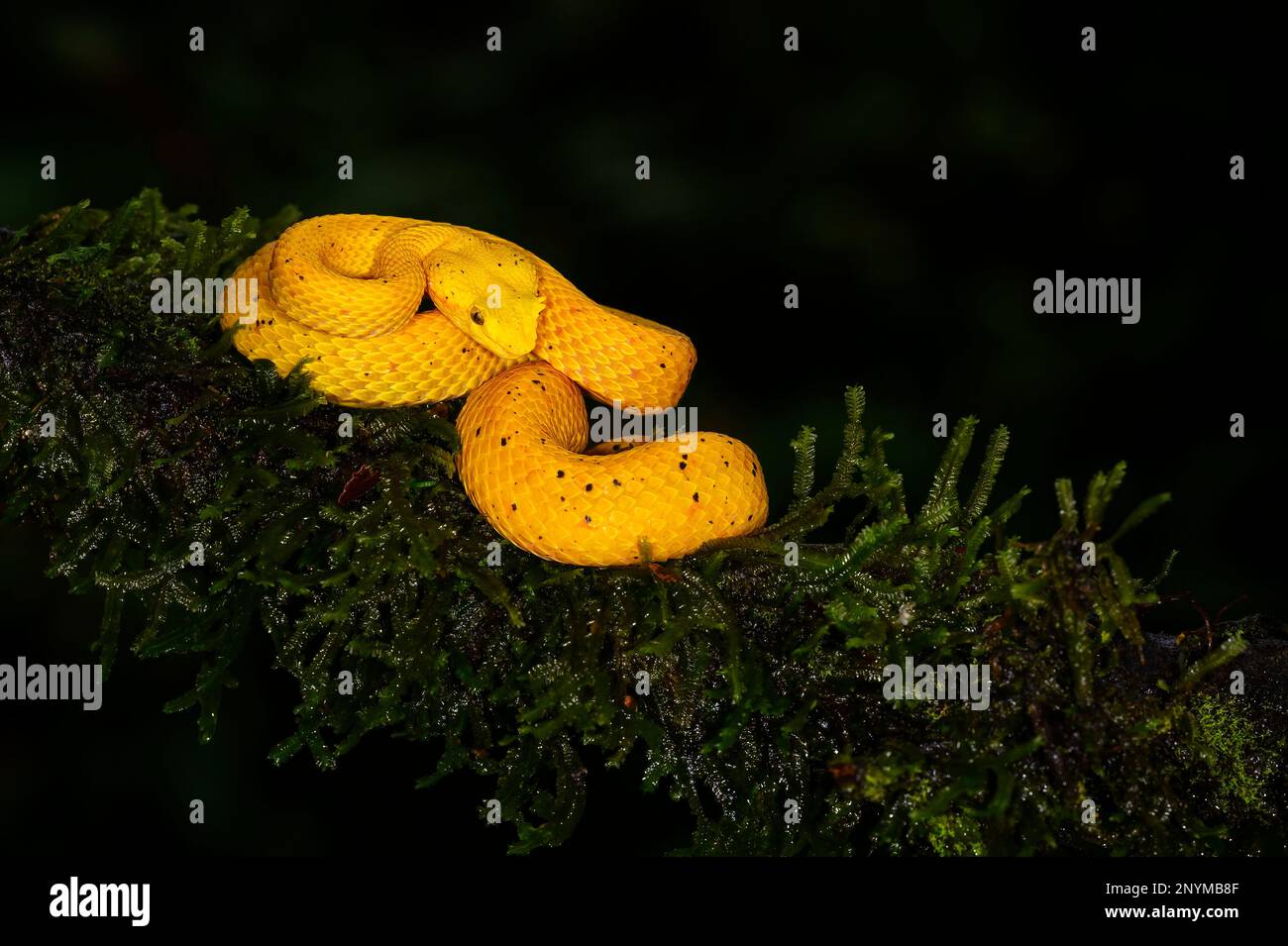 Eyelash pit viper (Bothriechis schlegelii) with yellow coloration, coiled on branch, Costa Rica. Stock Photo