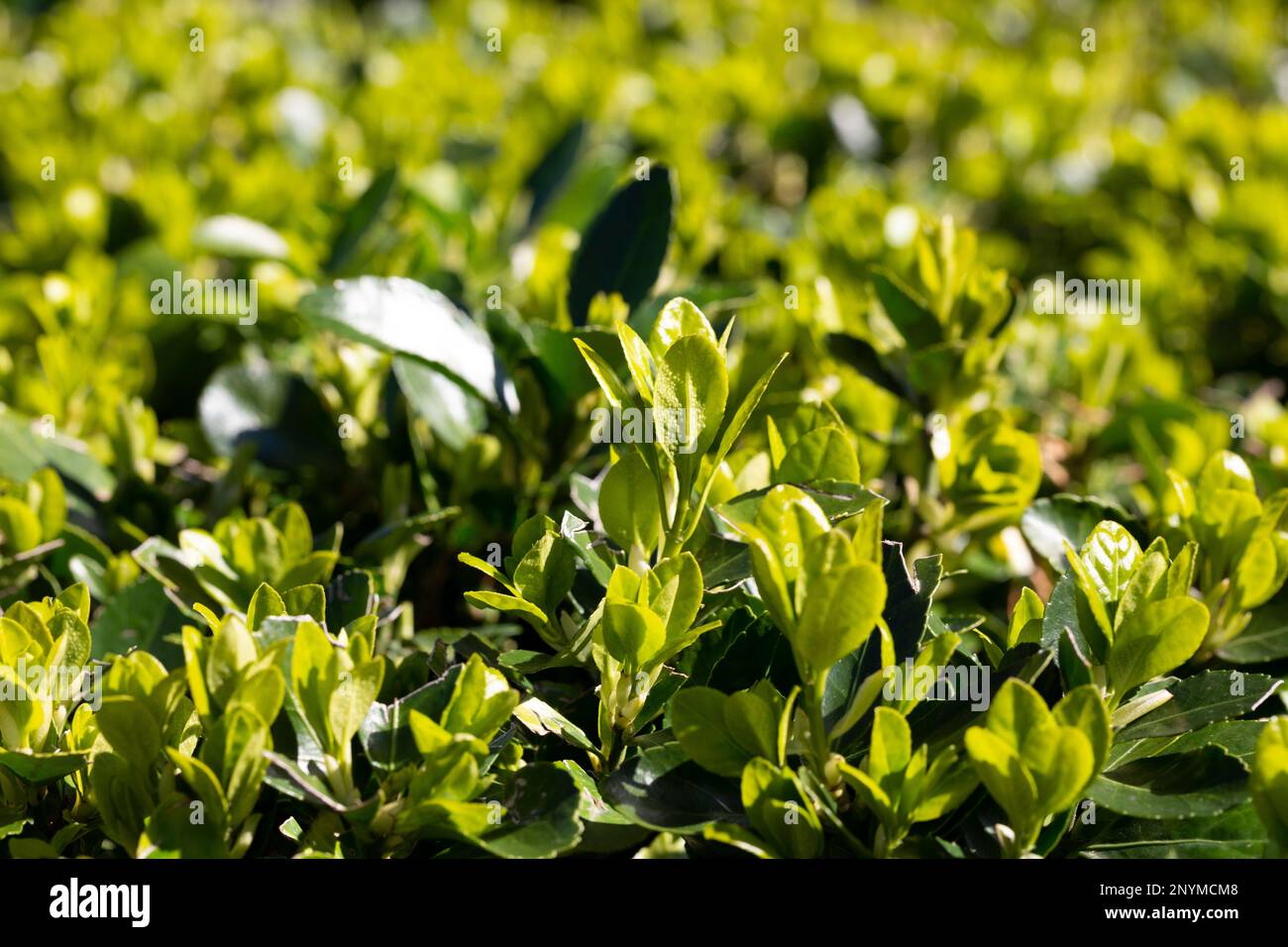 Evergreen garden plant Euonymus japonica leaves, green background Stock Photo