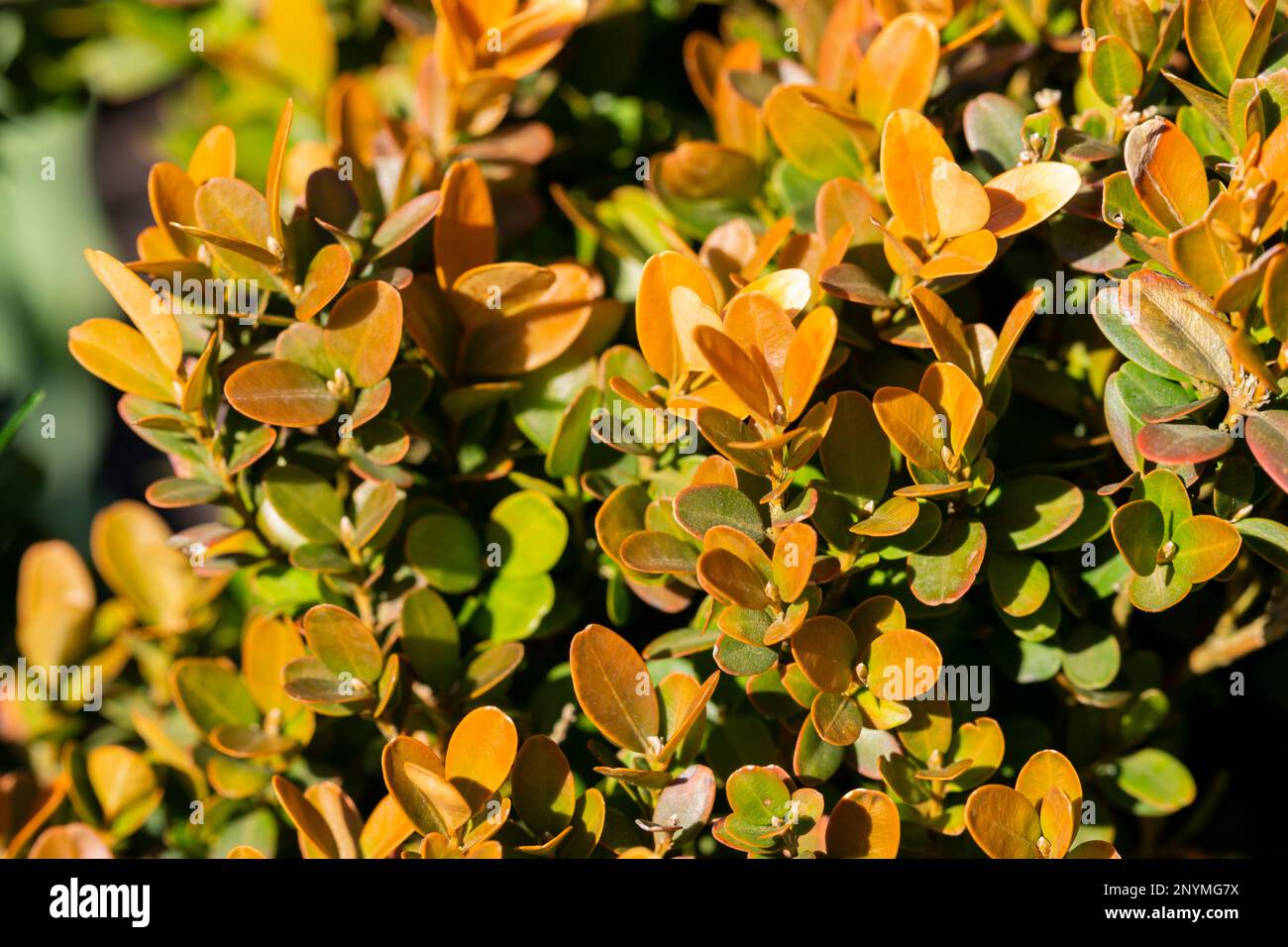 Berberis Thunbergii Aurea or Barberry Shrub close up bush with yellow leaves Stock Photo