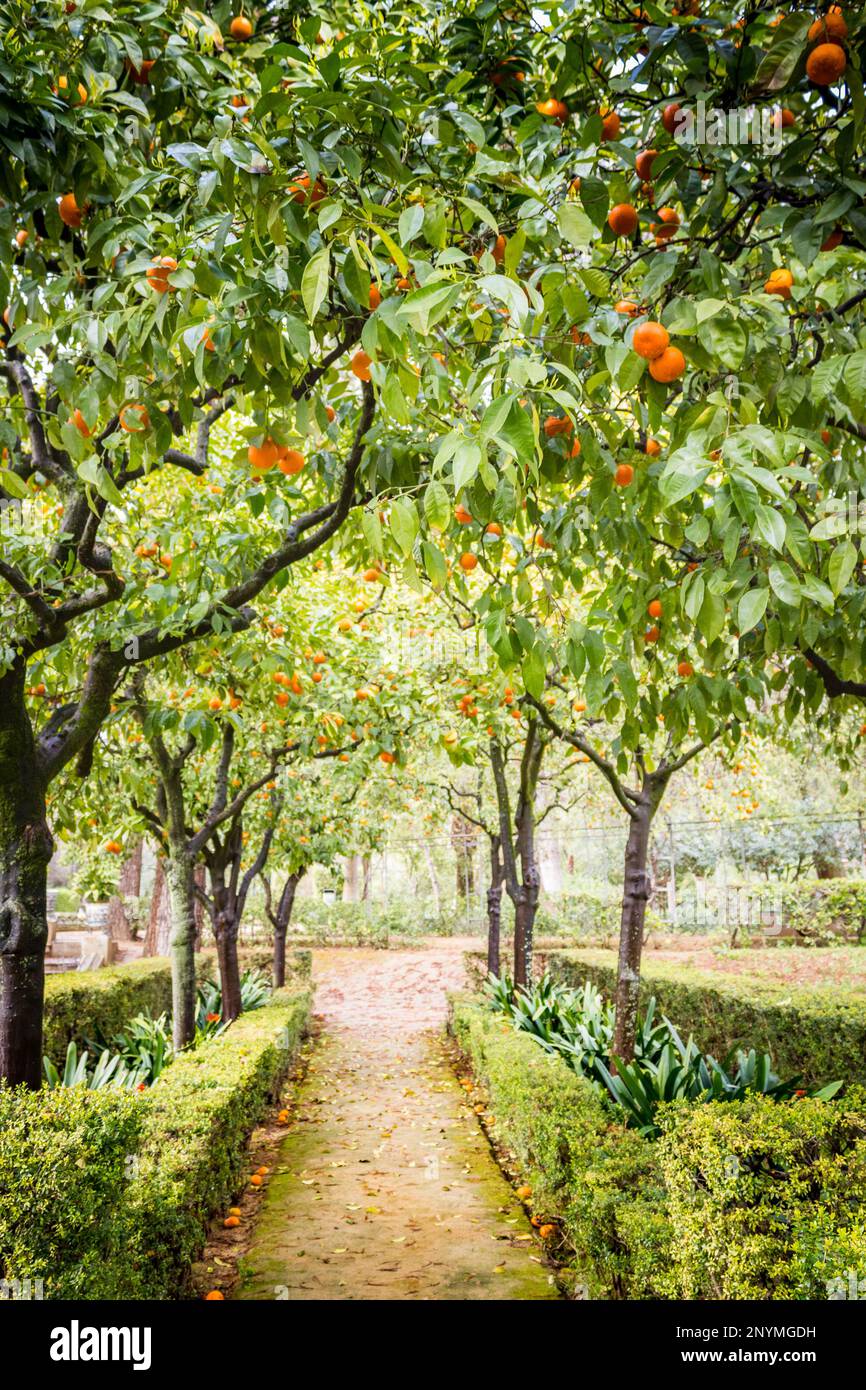 orange trees in a garden Stock Photo Alamy