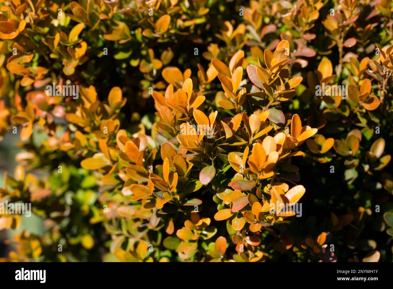 Berberis Thunbergii Aurea or Barberry Shrub close up bush with yellow leaves Stock Photo