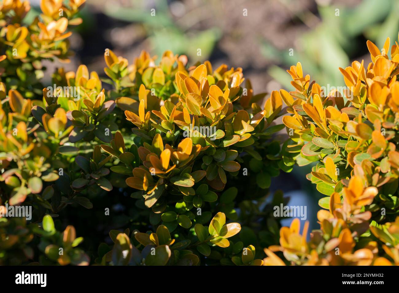 Berberis Thunbergii Aurea or Barberry Shrub close up bush with yellow leaves Stock Photo