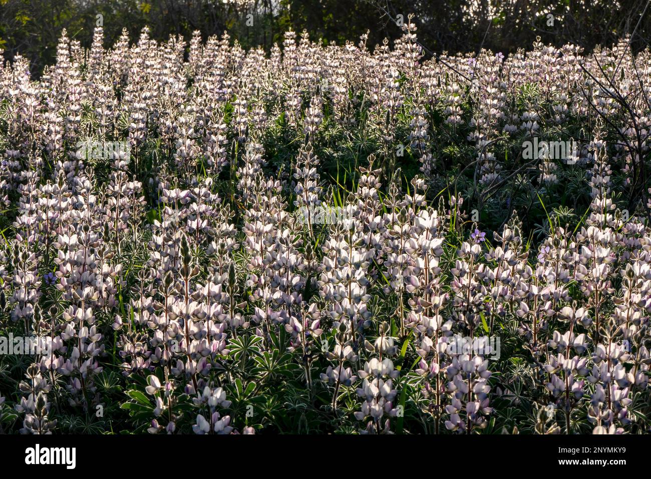 Field of wild blooming pink lupins in the morning sun. Israel Stock Photo