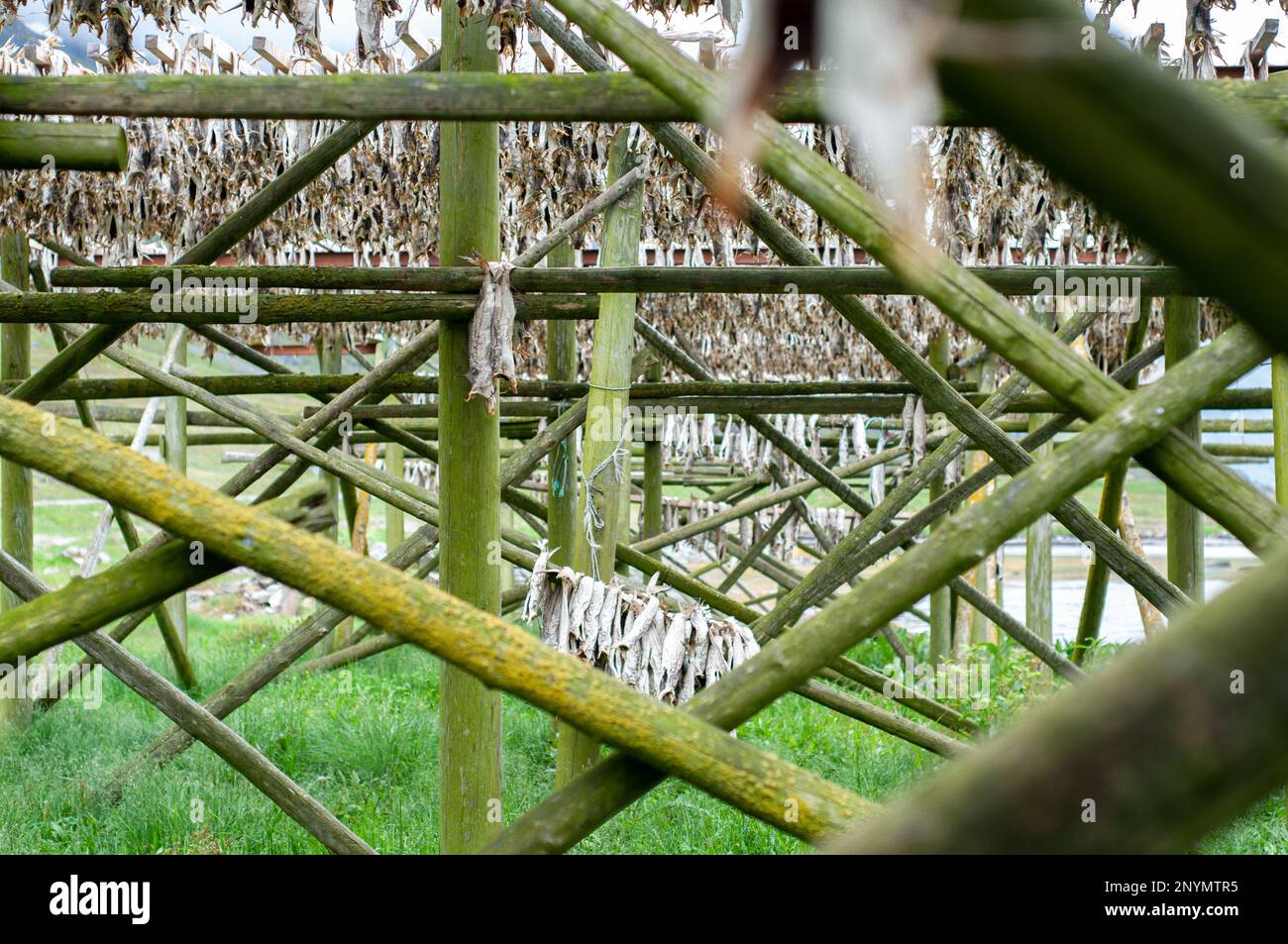 Cod drying on traditional wooden racks in Henningsvaer, Lofoten, Norway ...