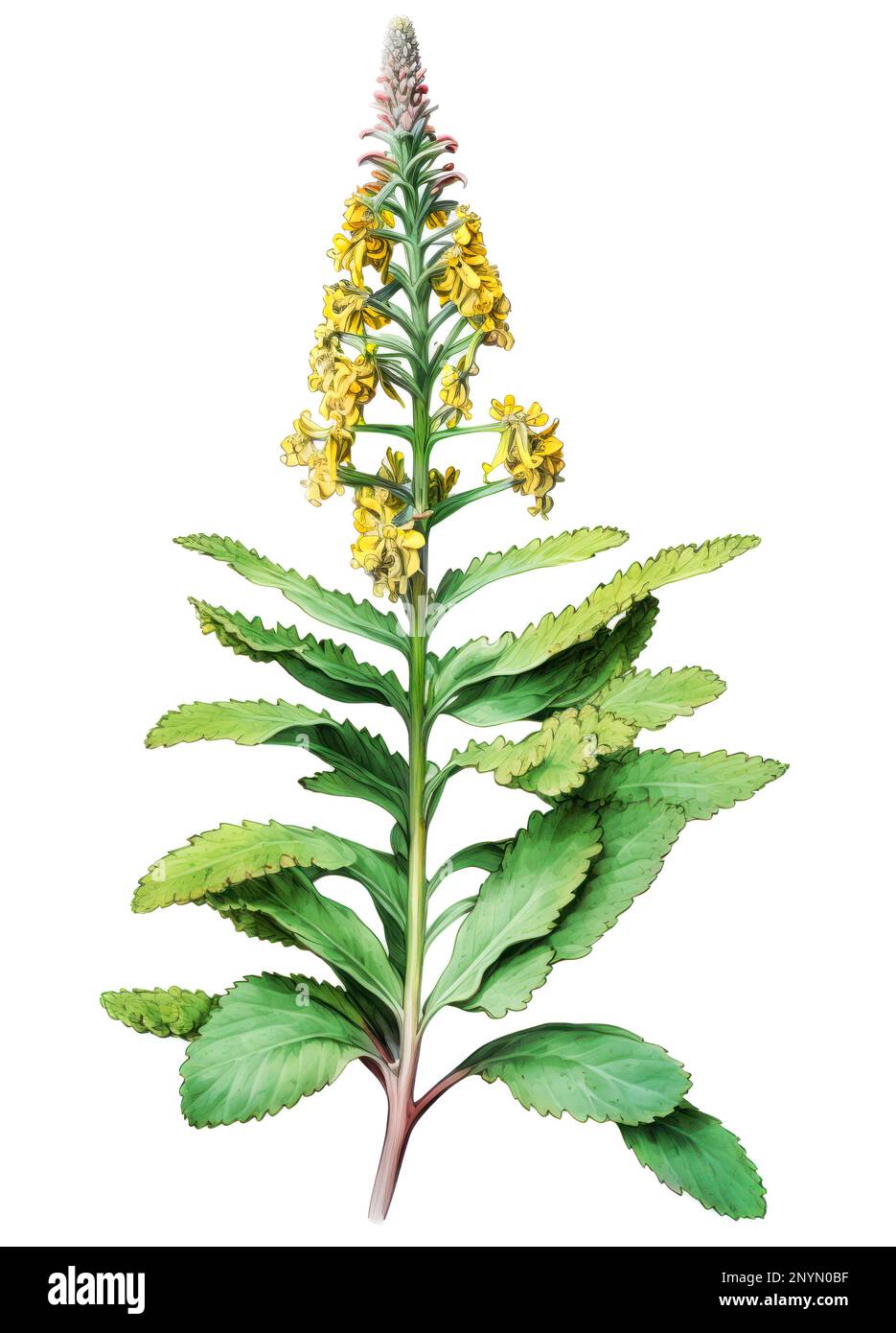 Common mullein medicinal plant with flowers isolated on white