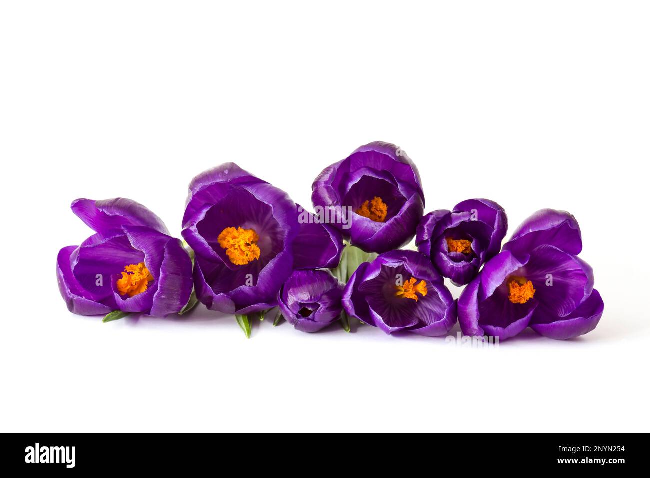 crocus flowers on white background - fresh spring flowers Stock Photo