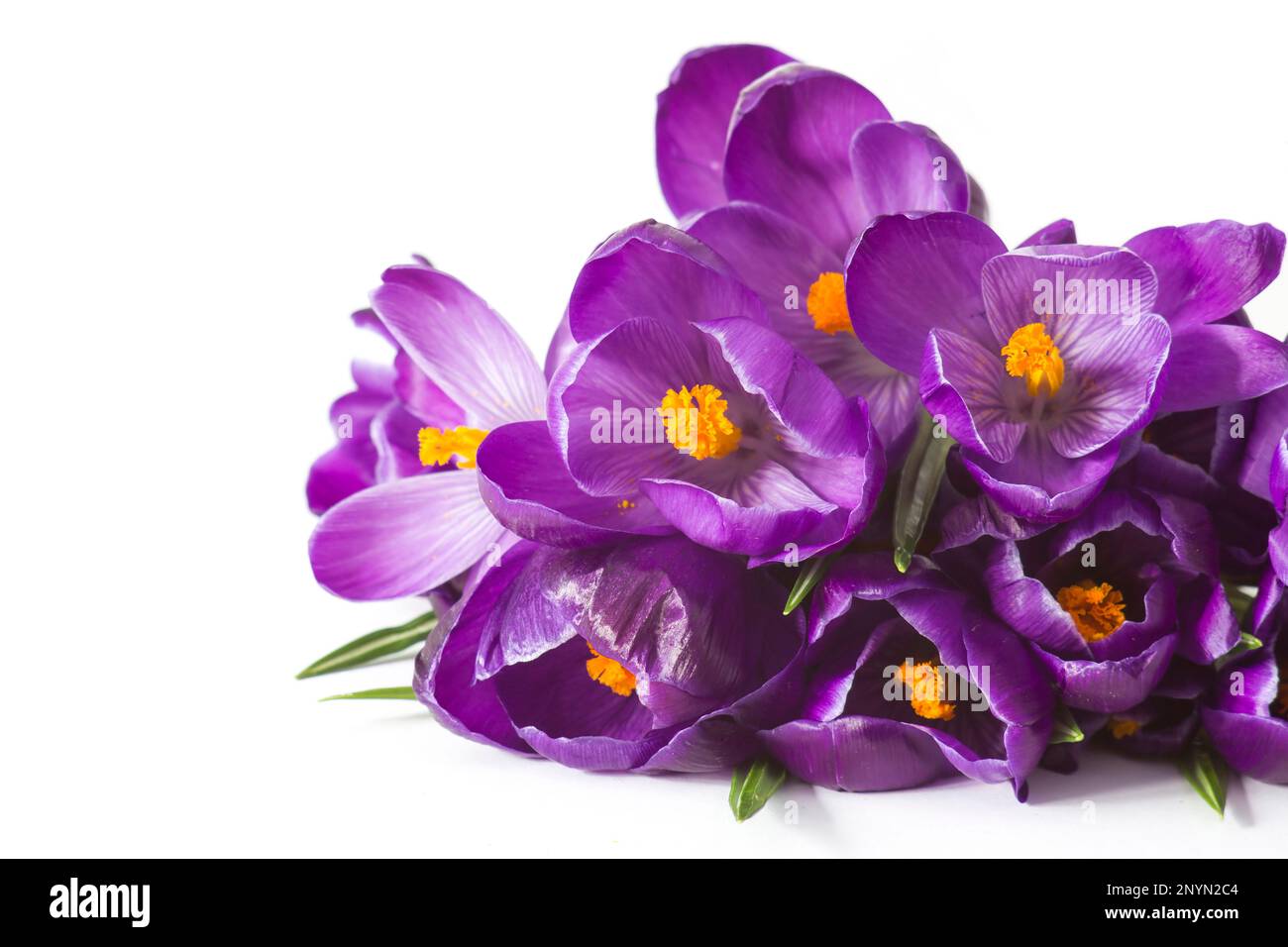 crocus flowers on white background - fresh spring flowers Stock Photo